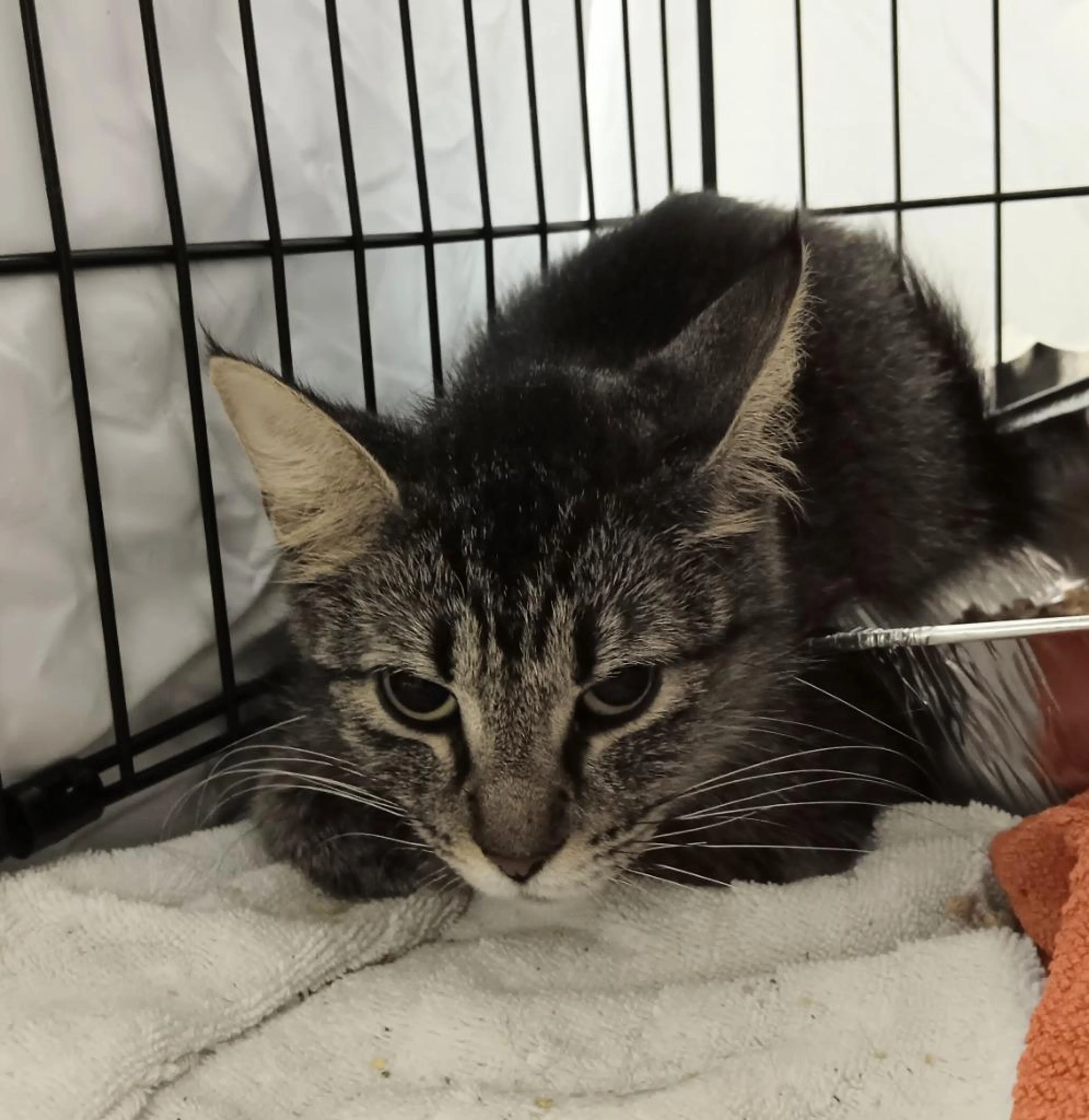 Found pet-1
