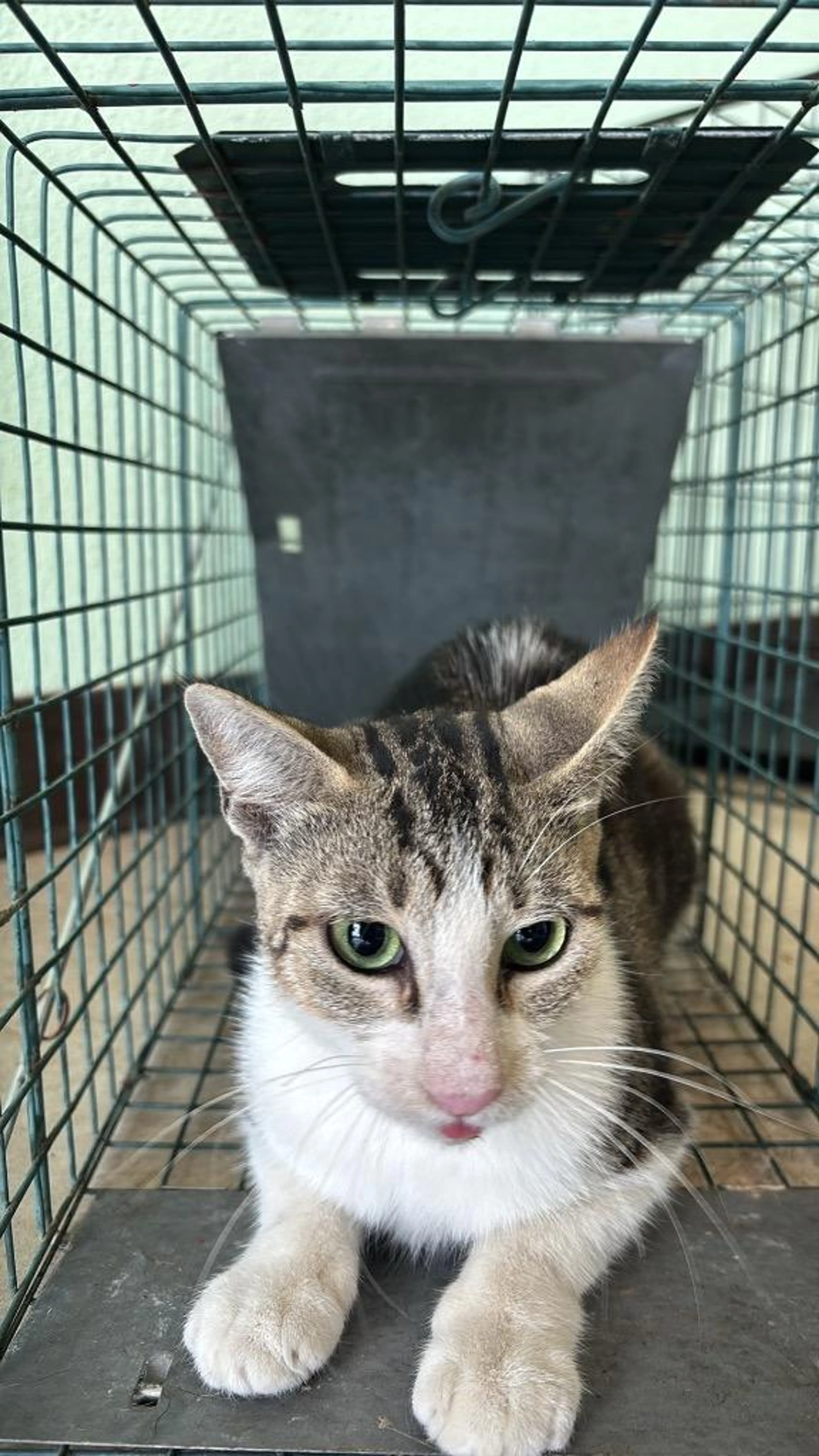 Found pet