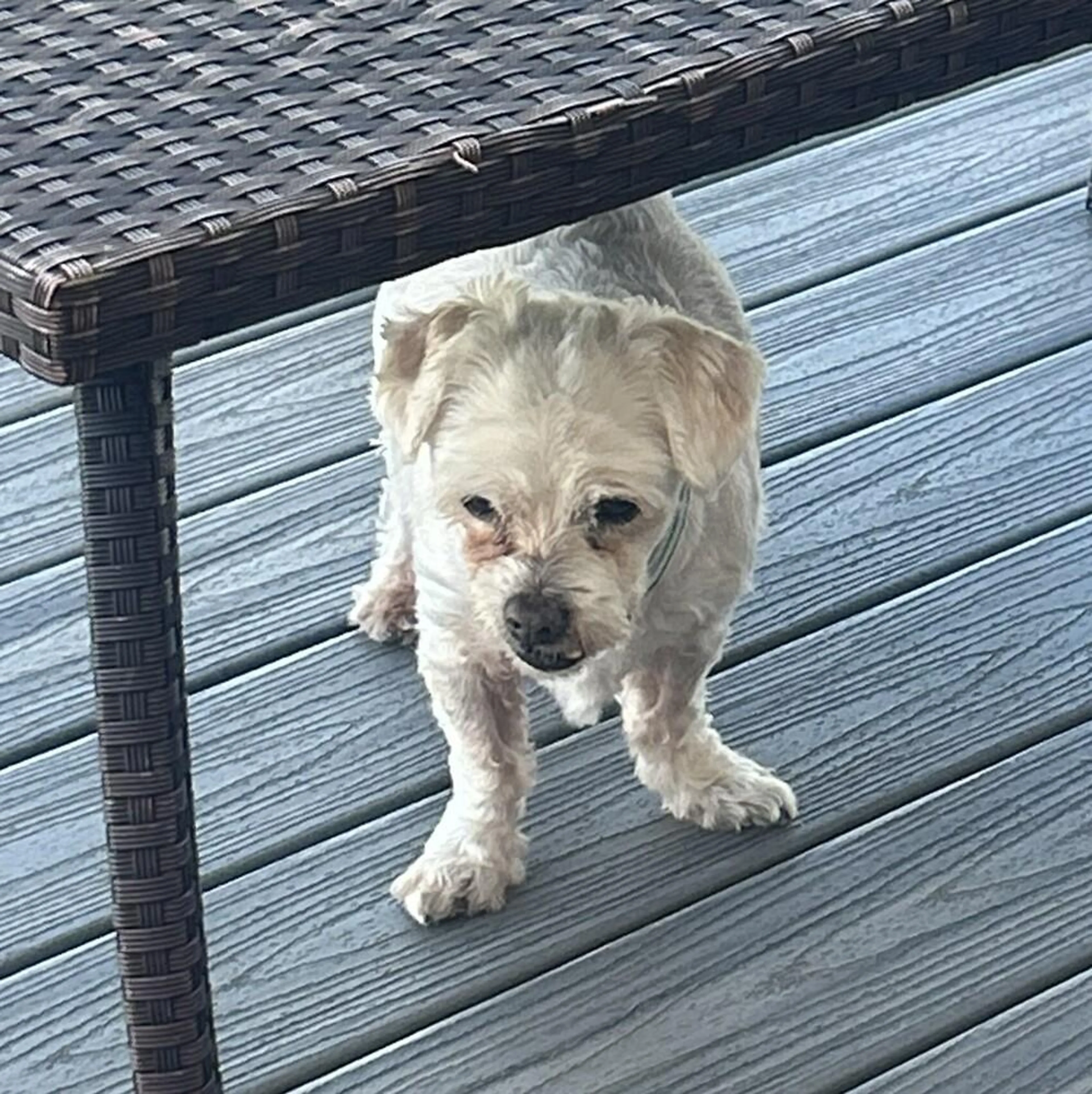 Found pet-1
