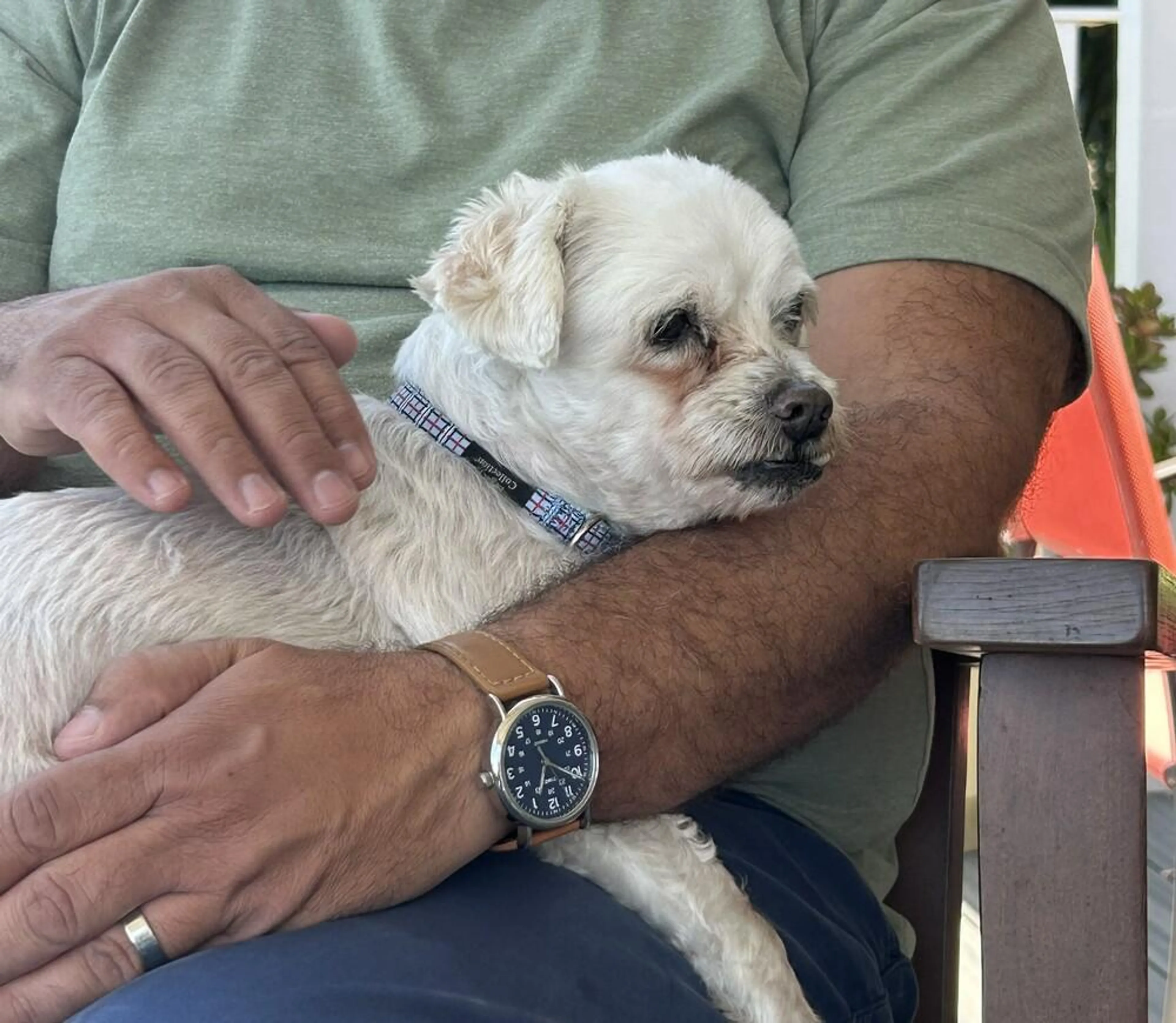 Found pet-0