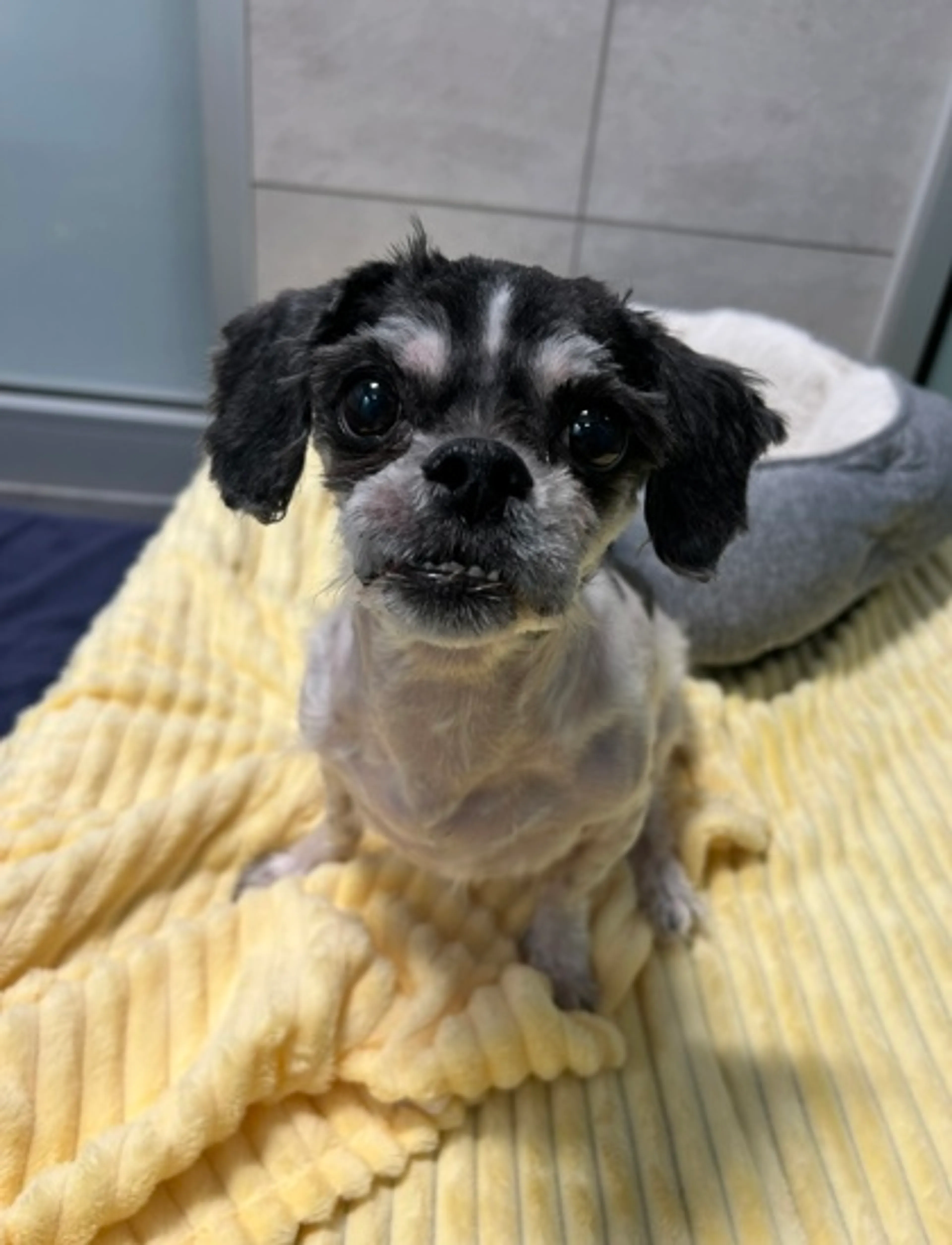 Found pet-1