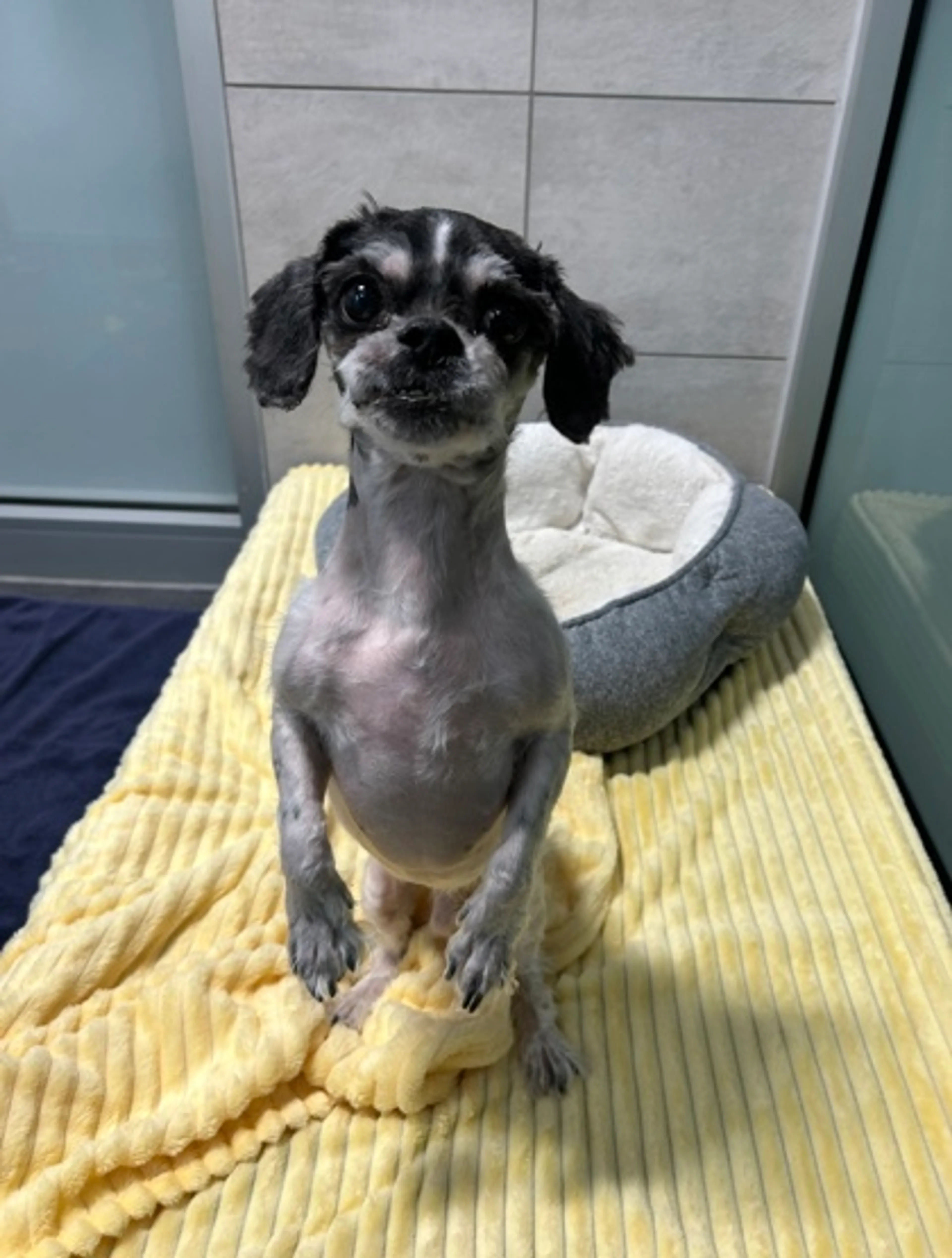 Found pet-2