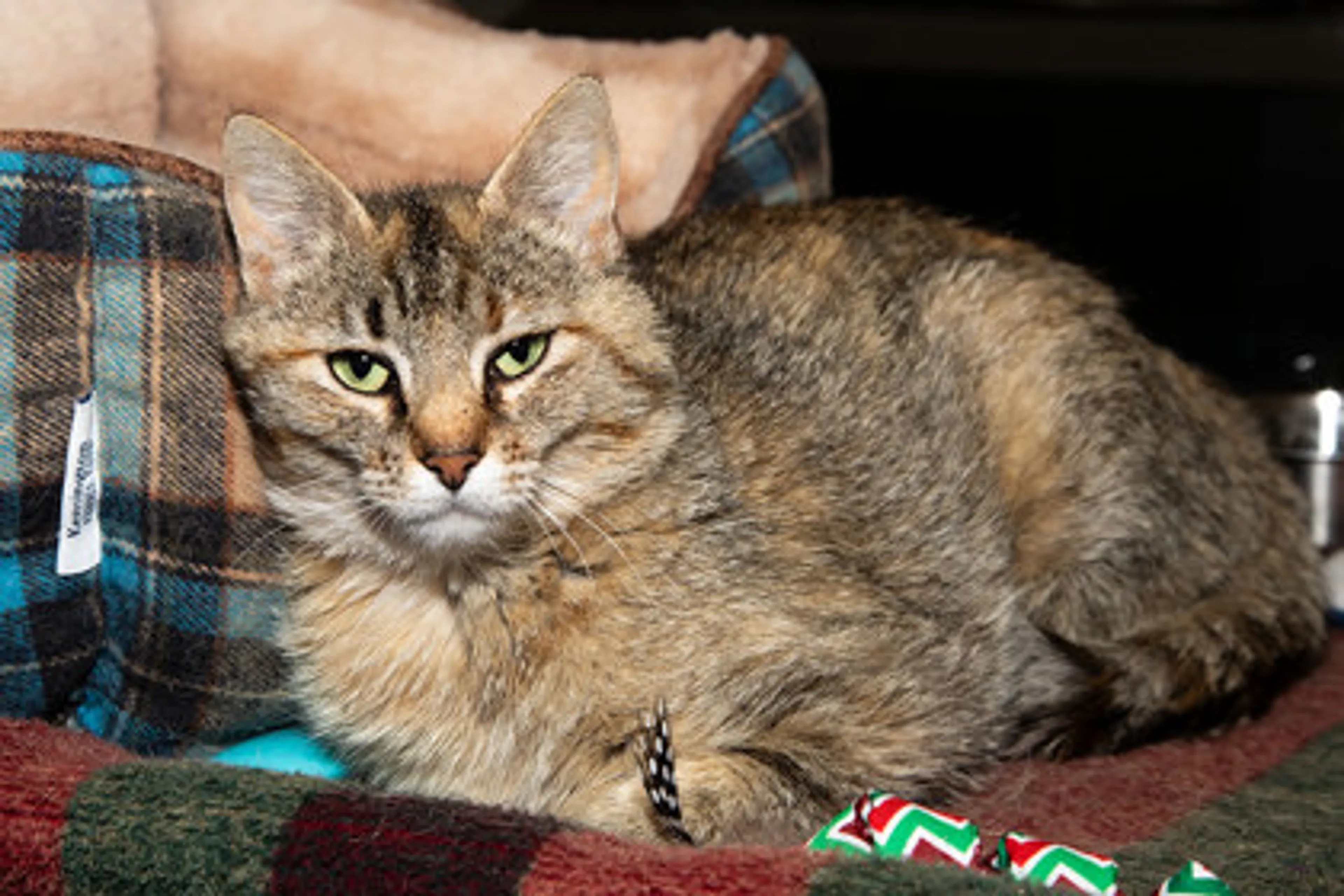 Found pet-1