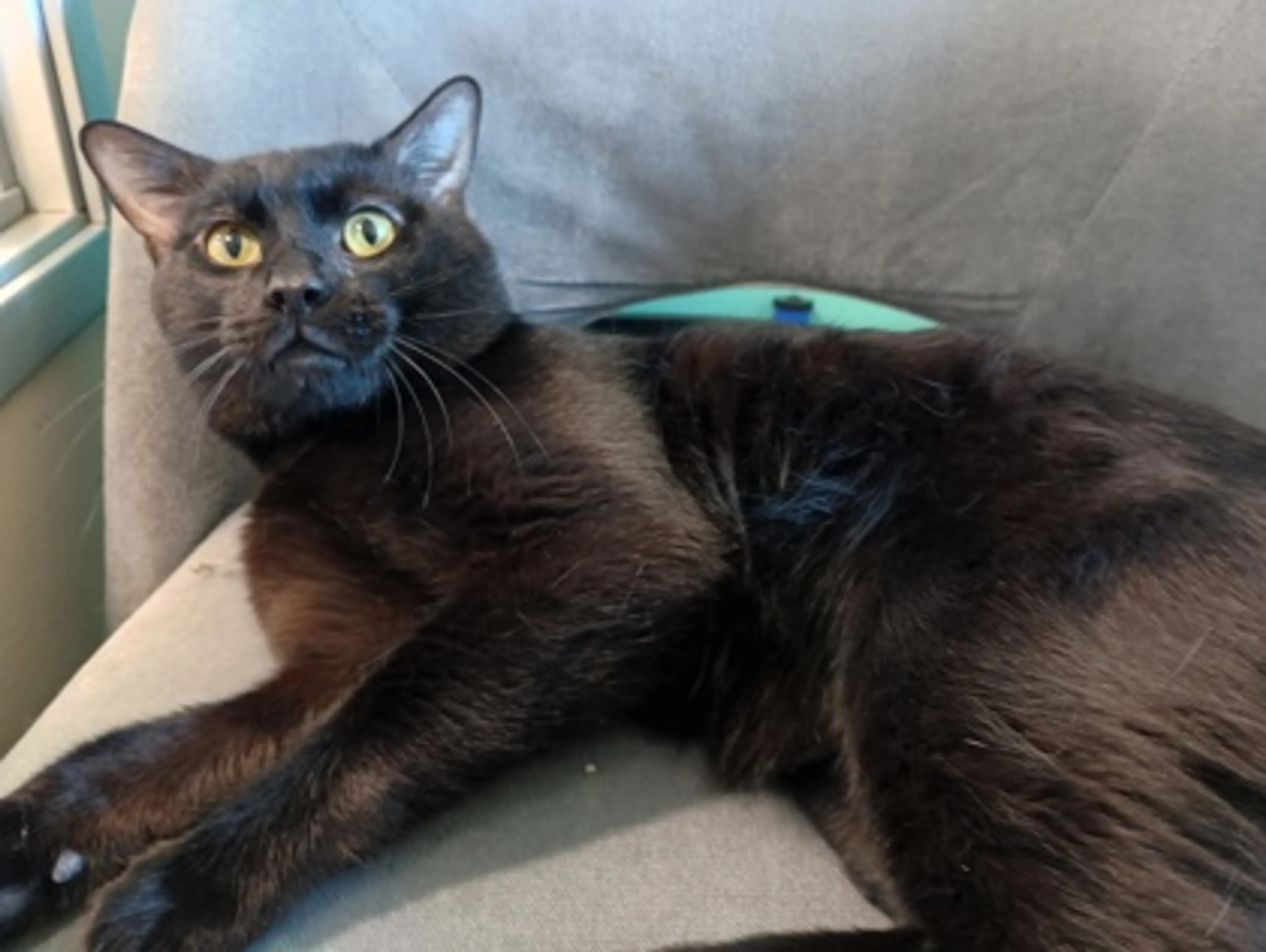 Found pet-2