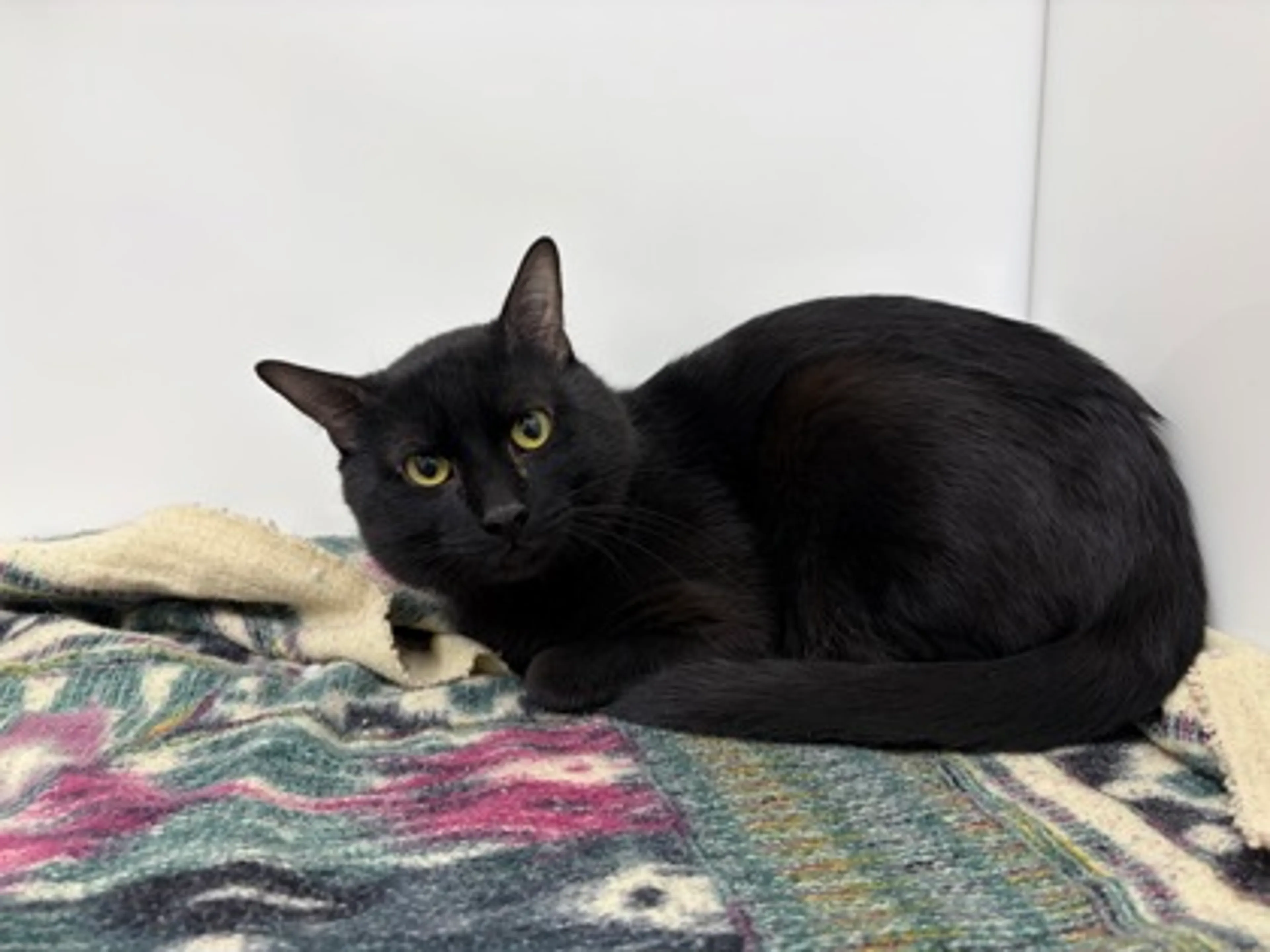 Found pet-1