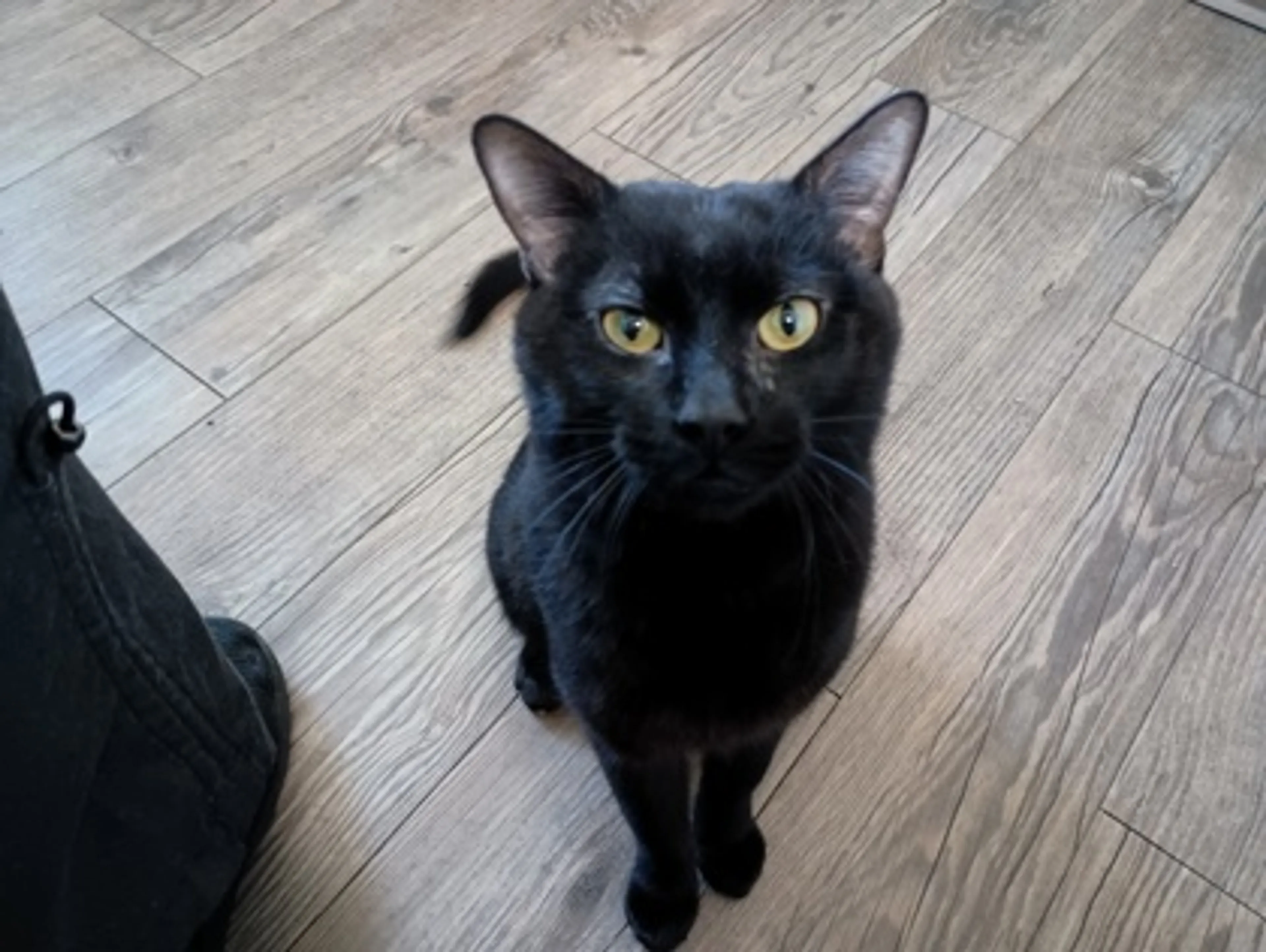 Found pet-0