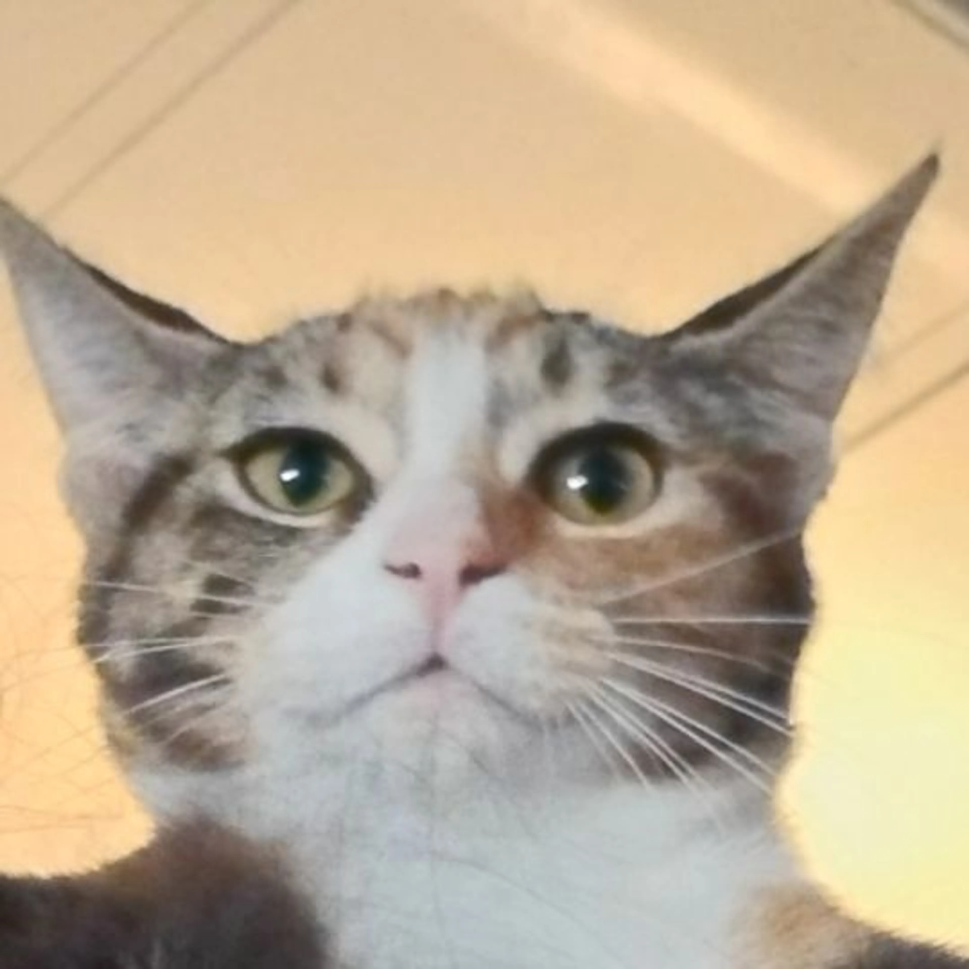 Lost pet