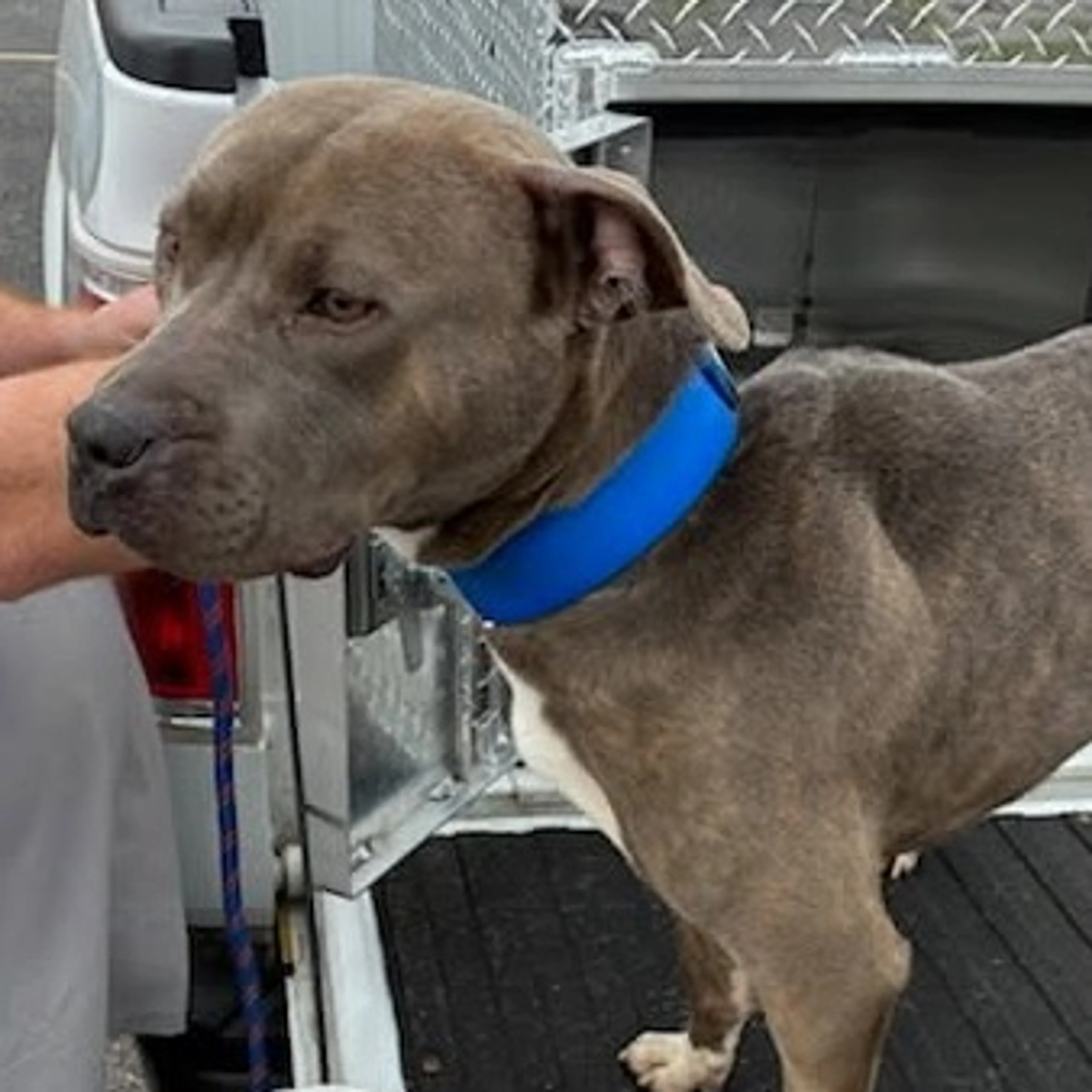 Found pet-1