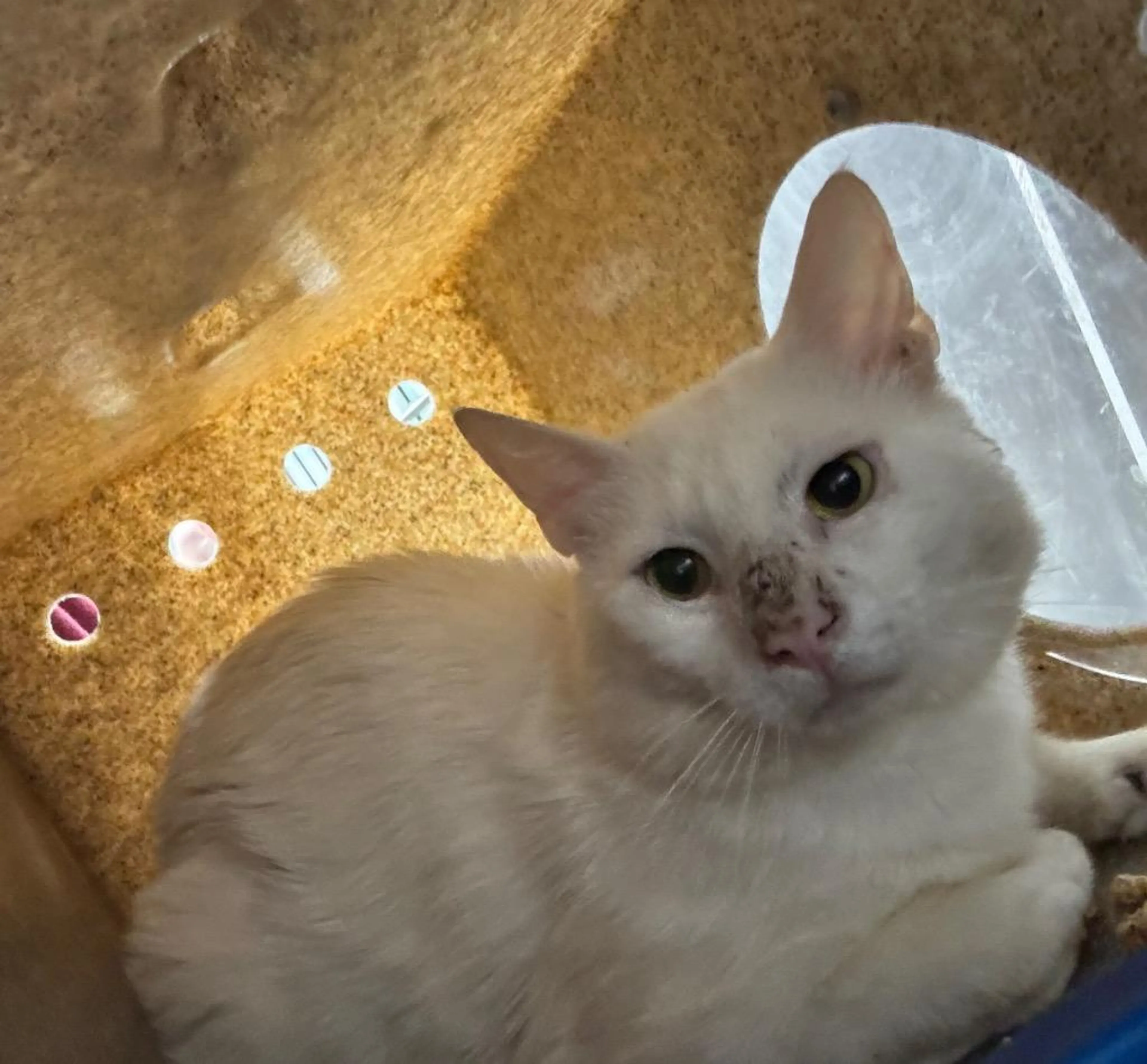 Found pet