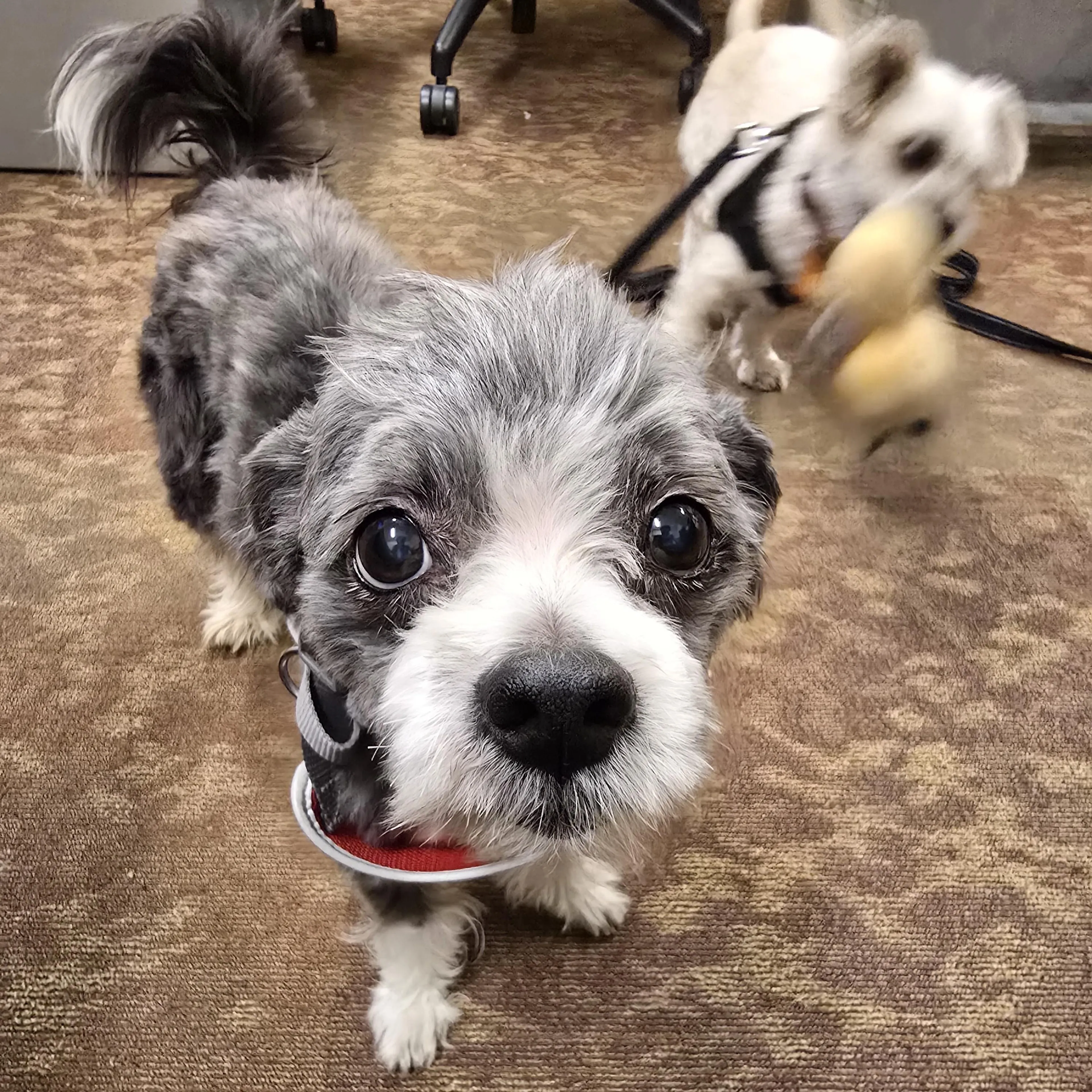 Found pet-2