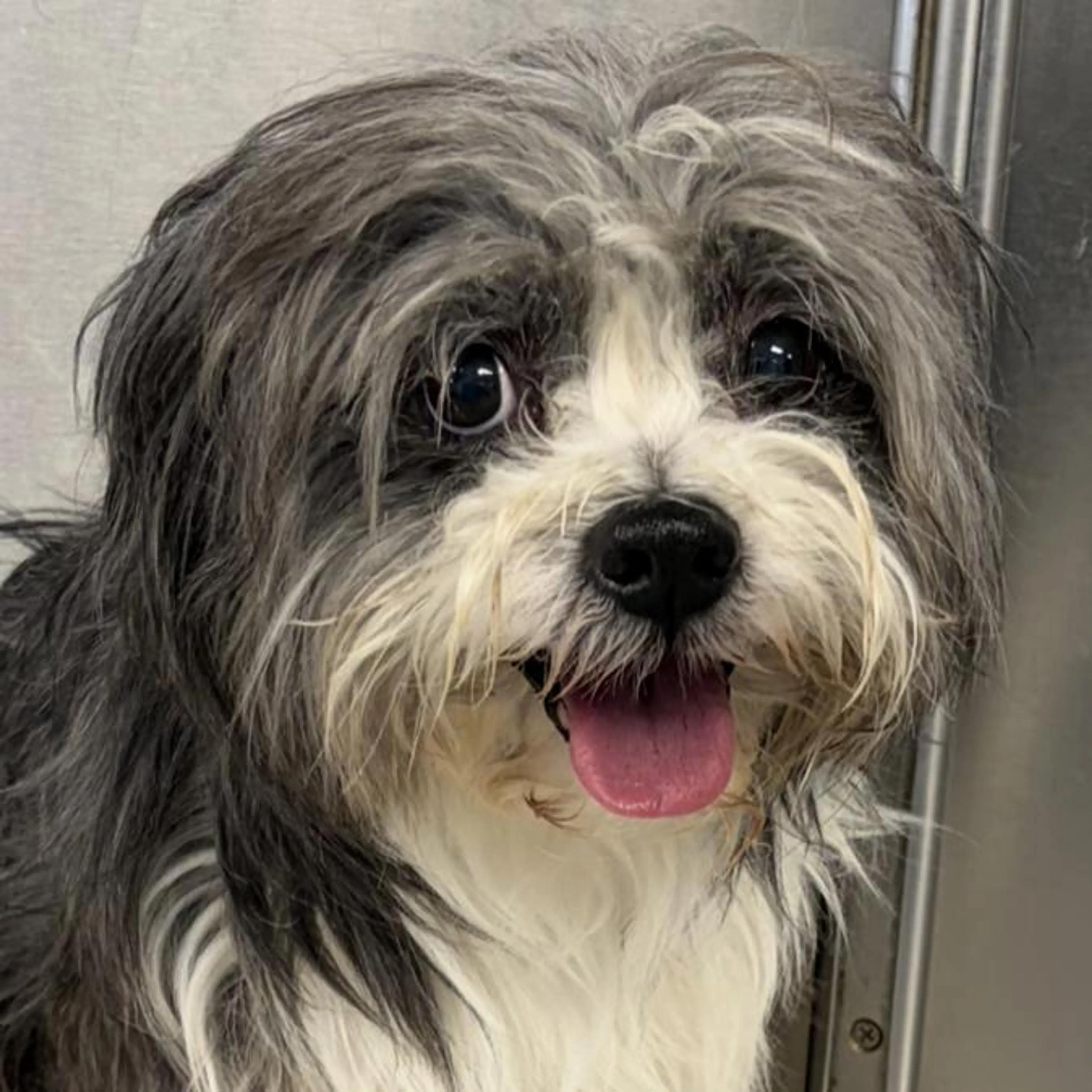 Found pet-3