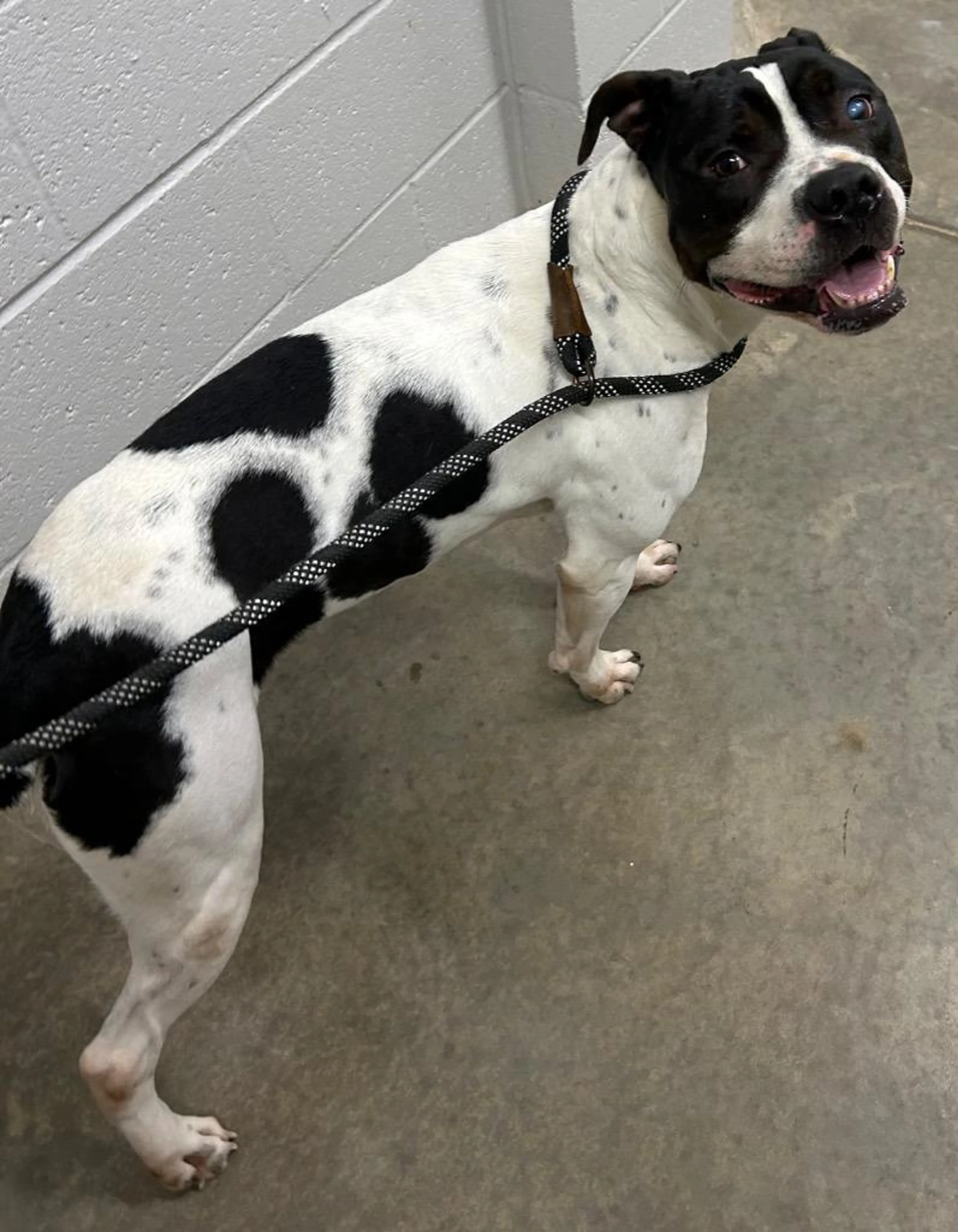 Found pet