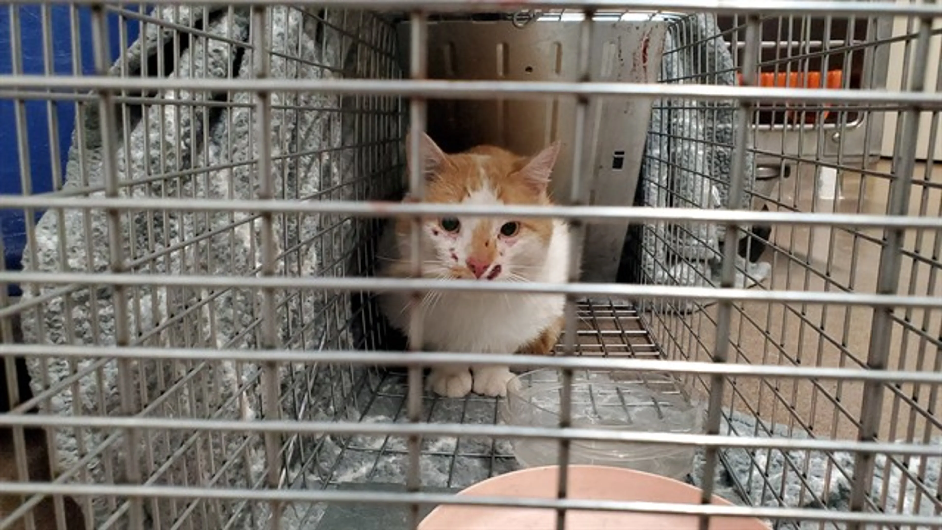 Found pet