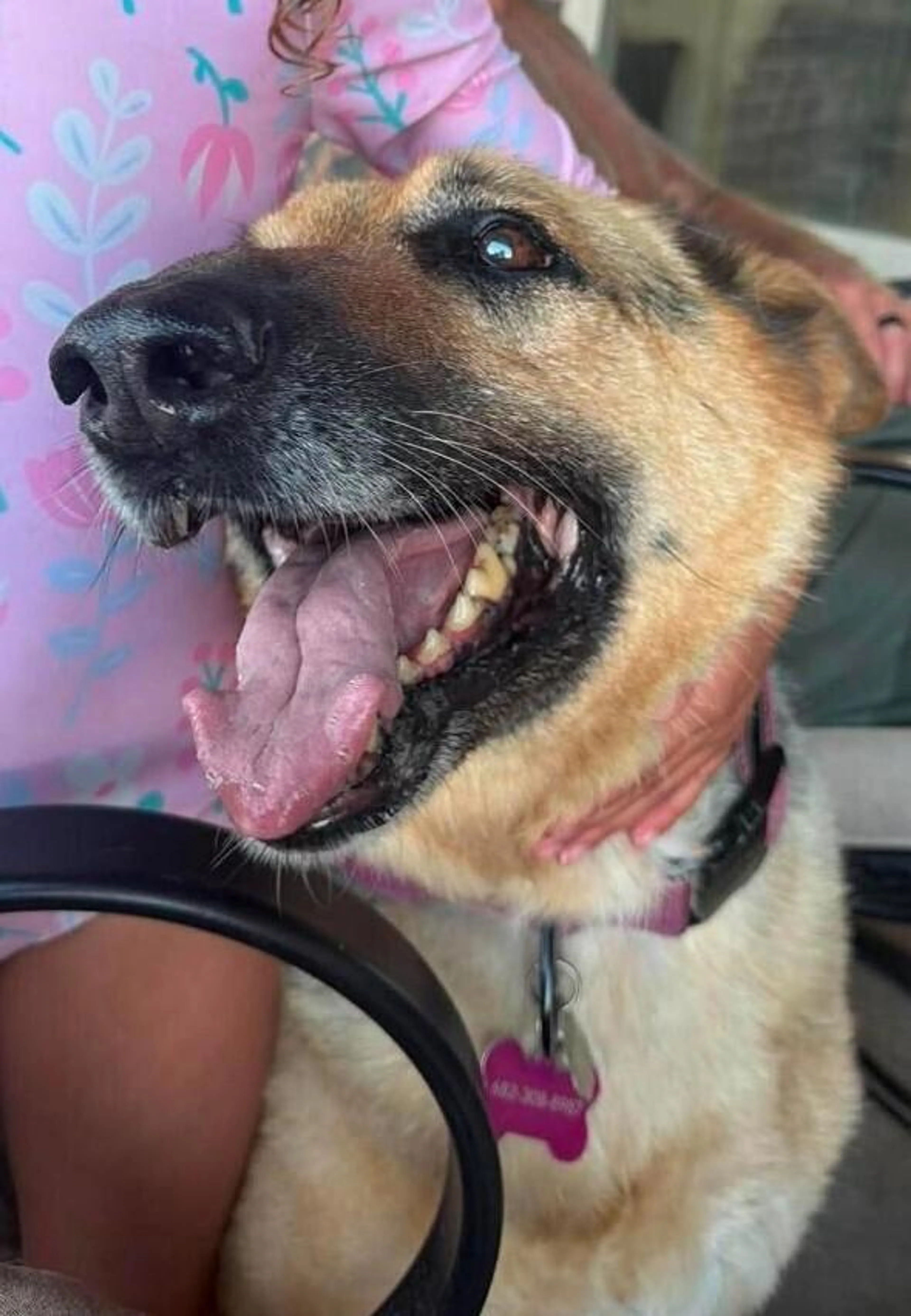 Found pet-1