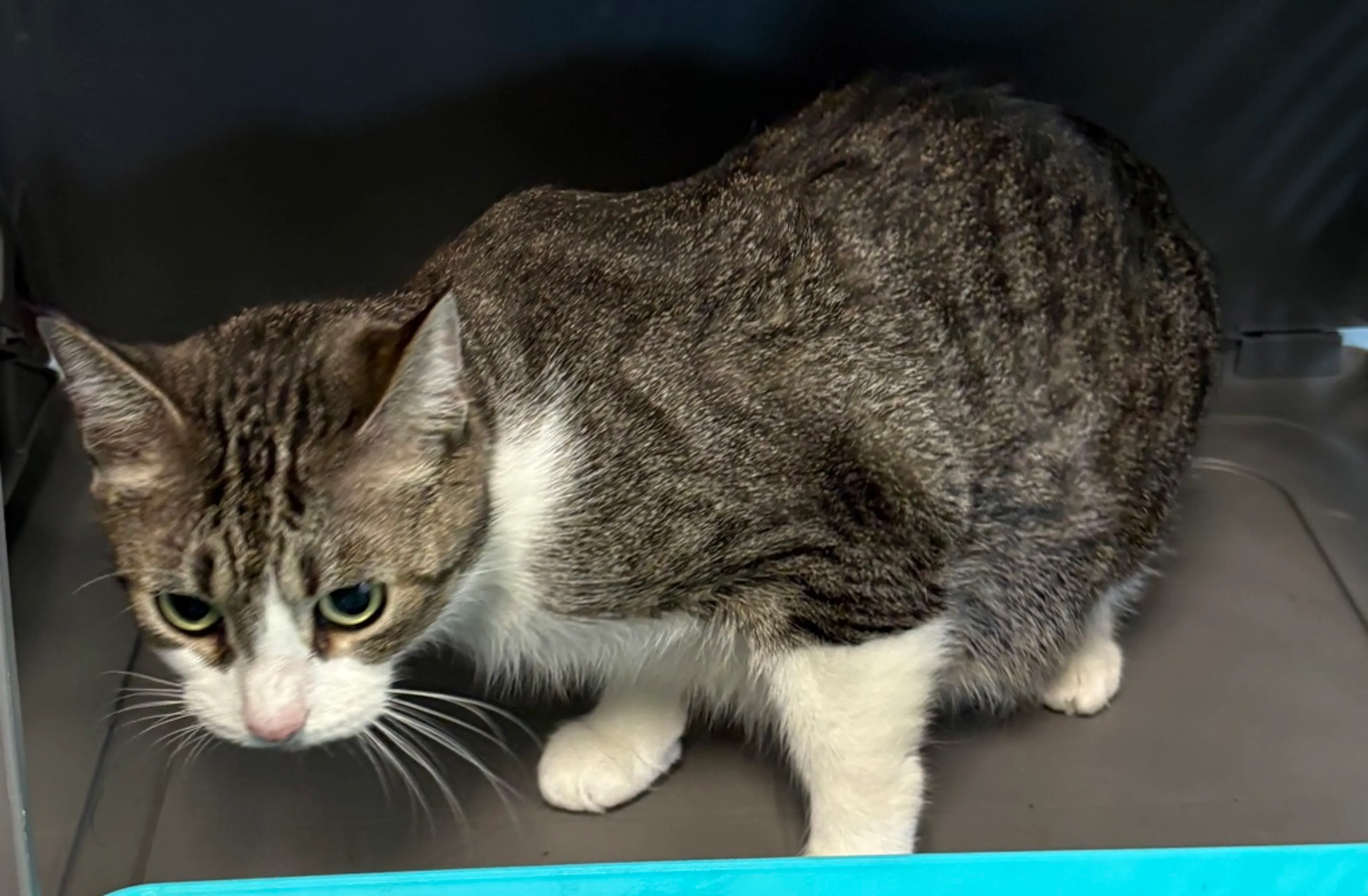 Found pet