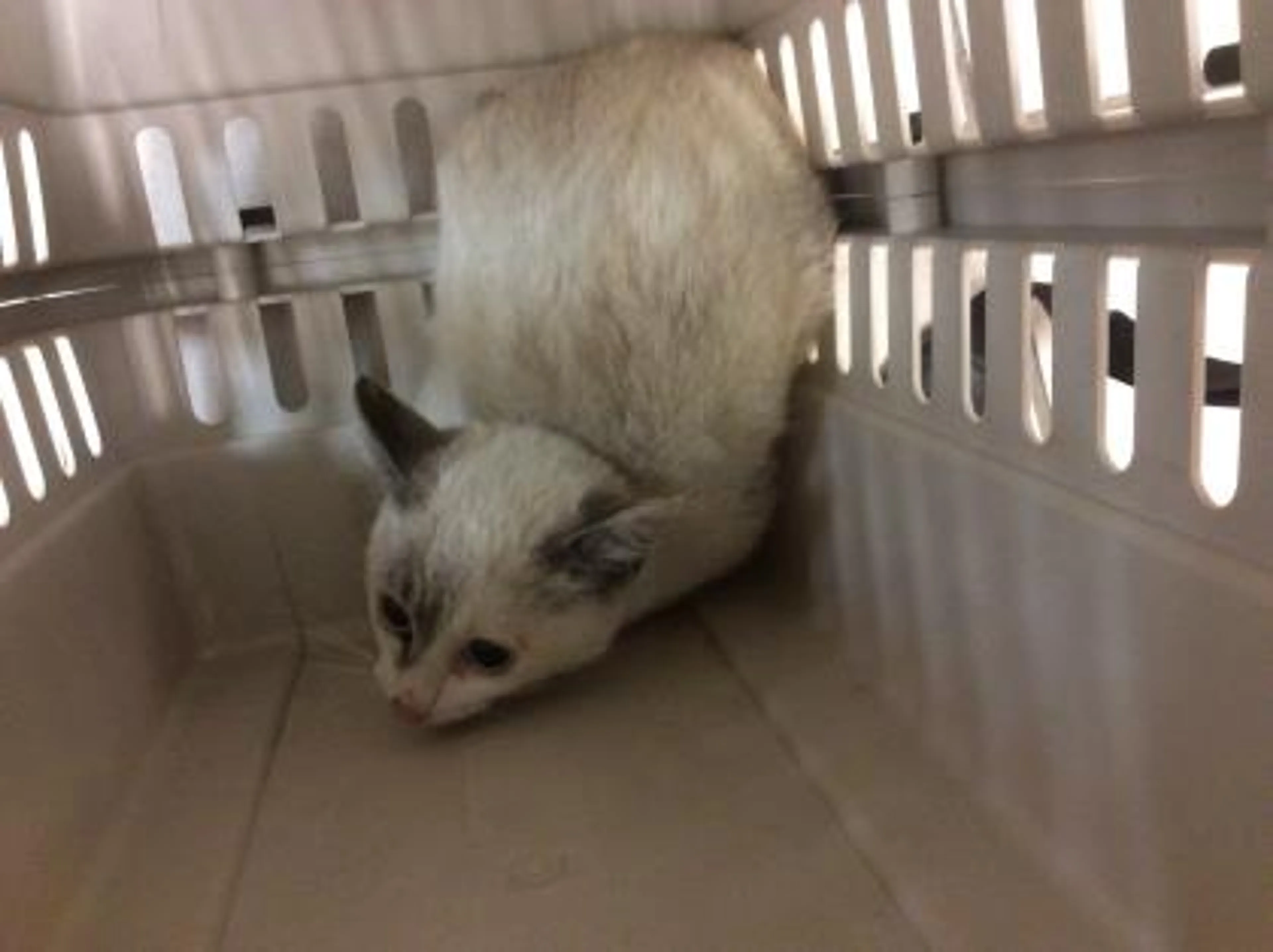 Found pet