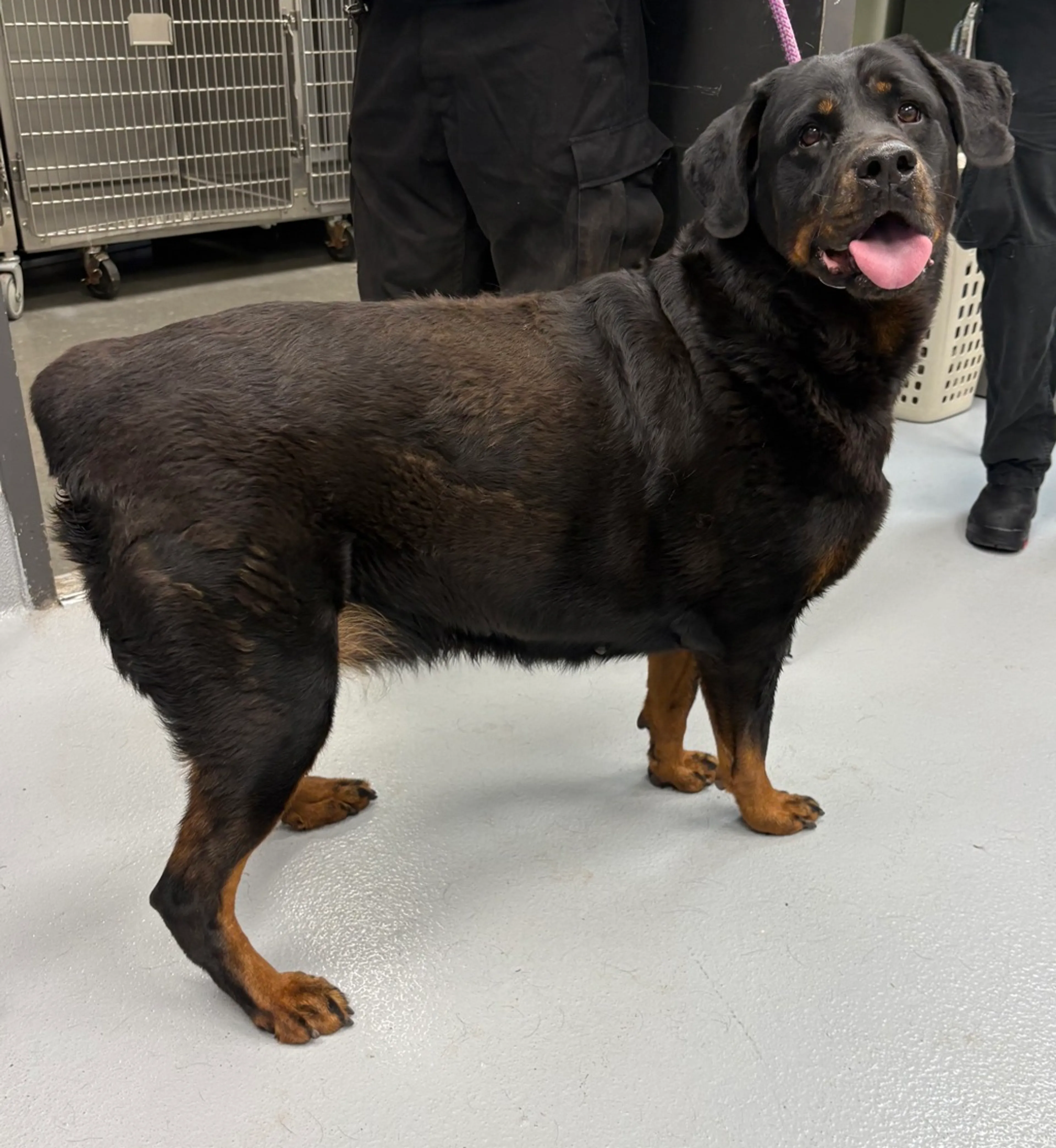 Found pet