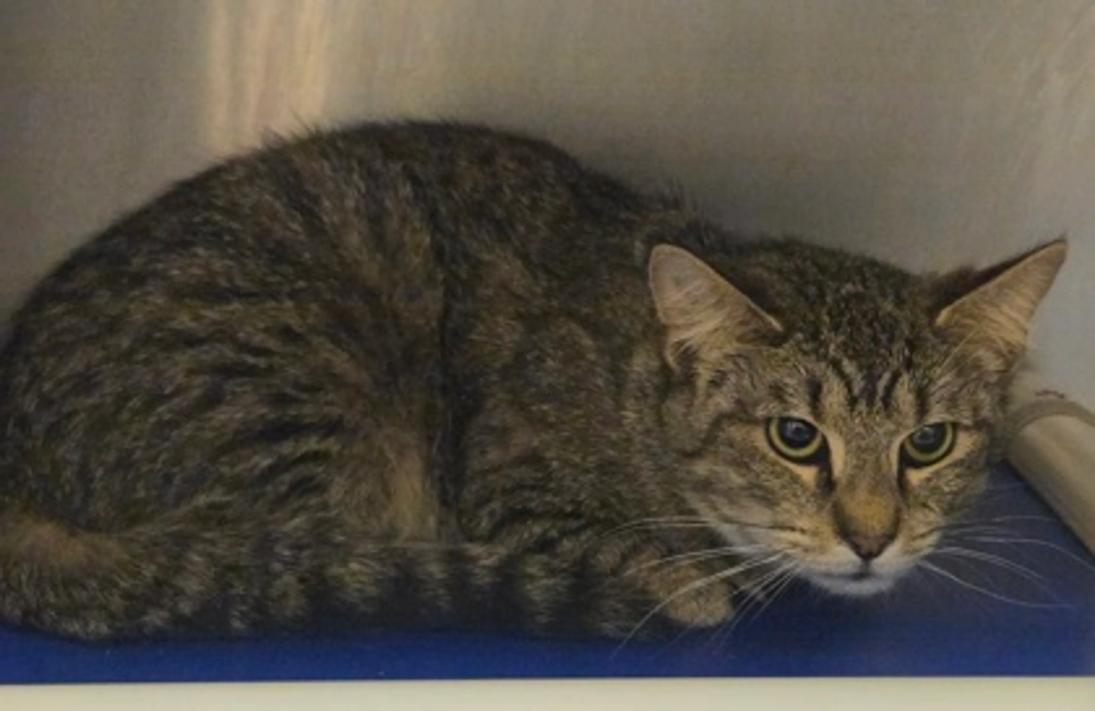 Found pet-1