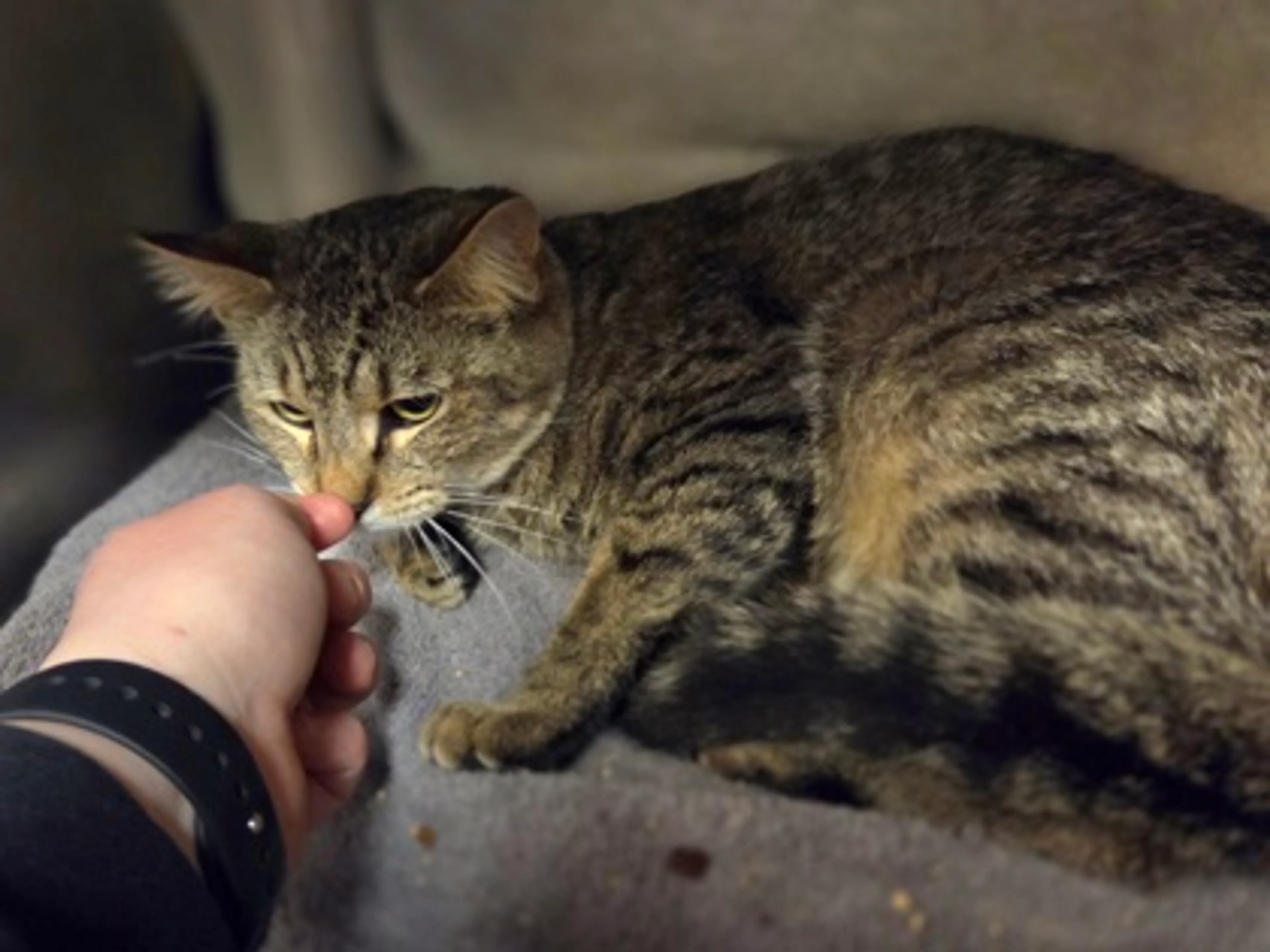 Found pet-2