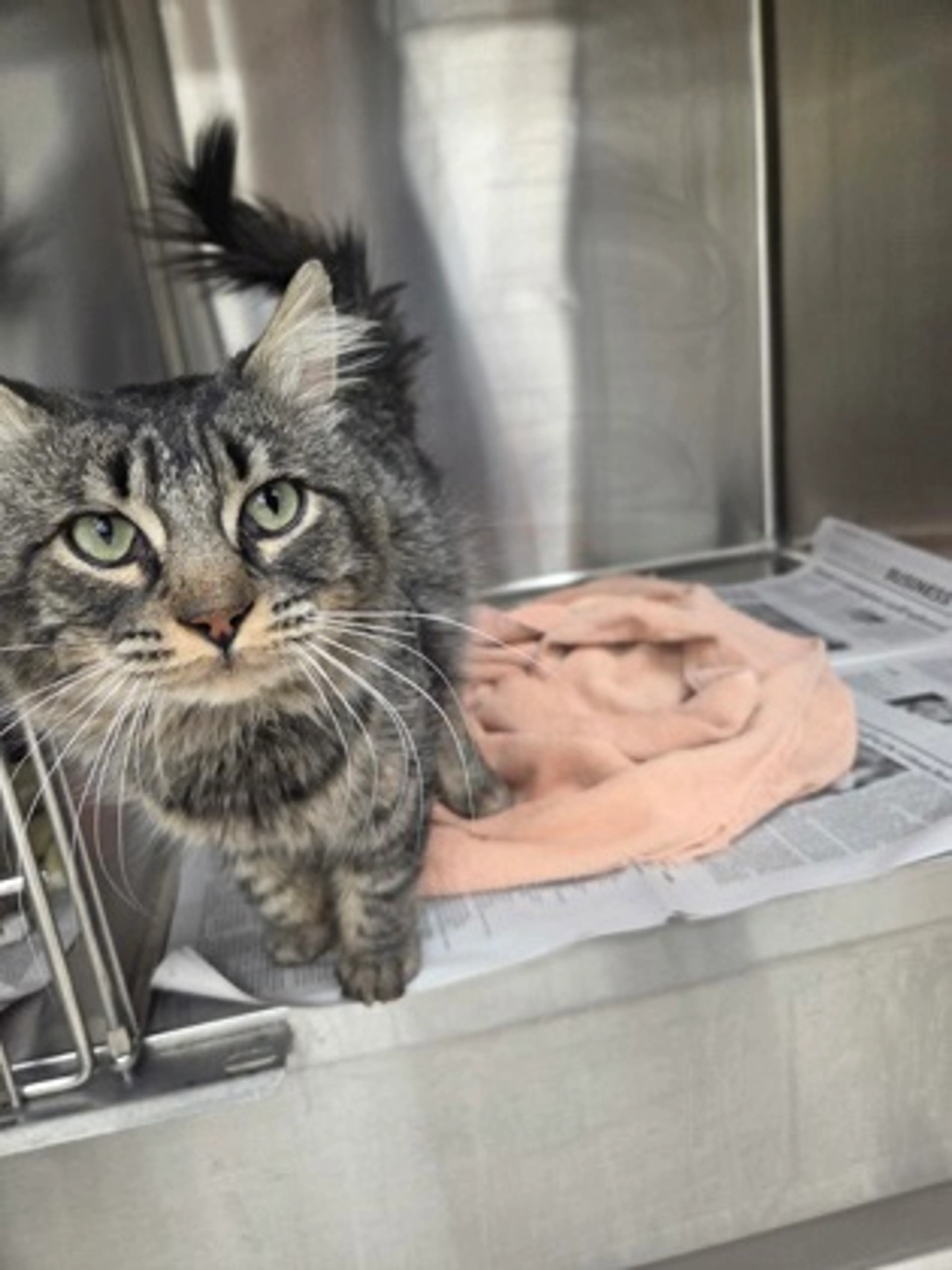 Found pet-1