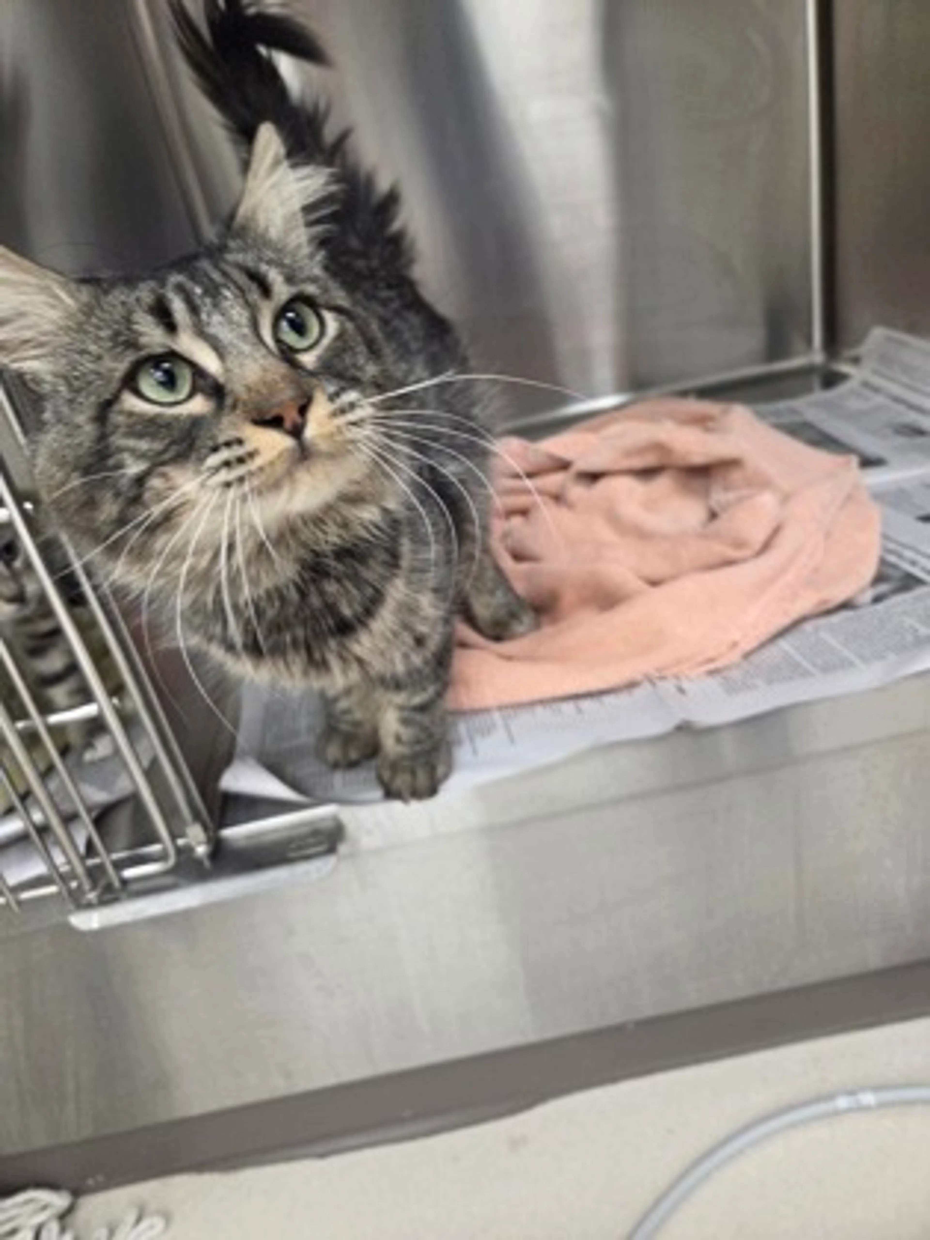 Found pet-2
