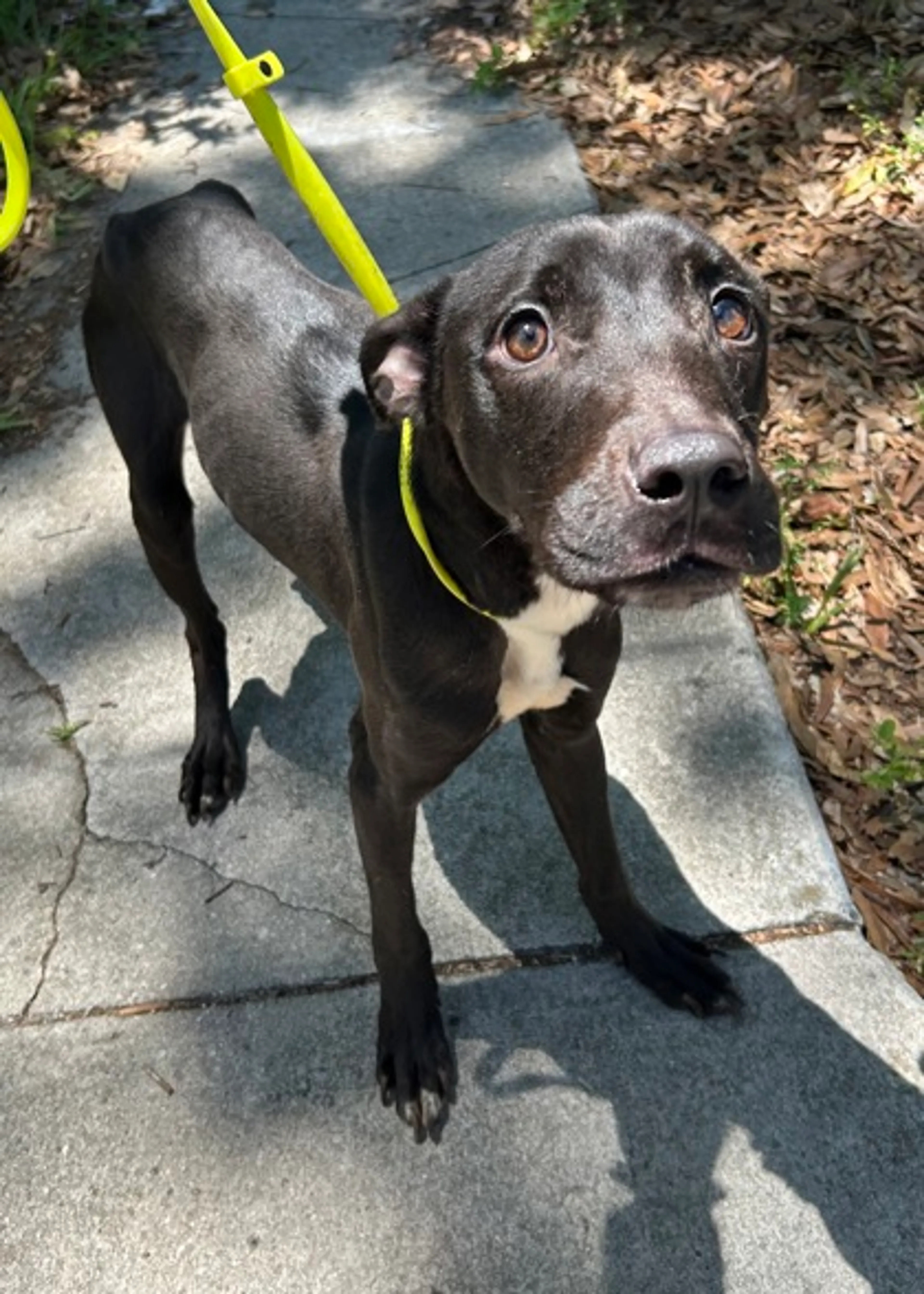 Found pet-1