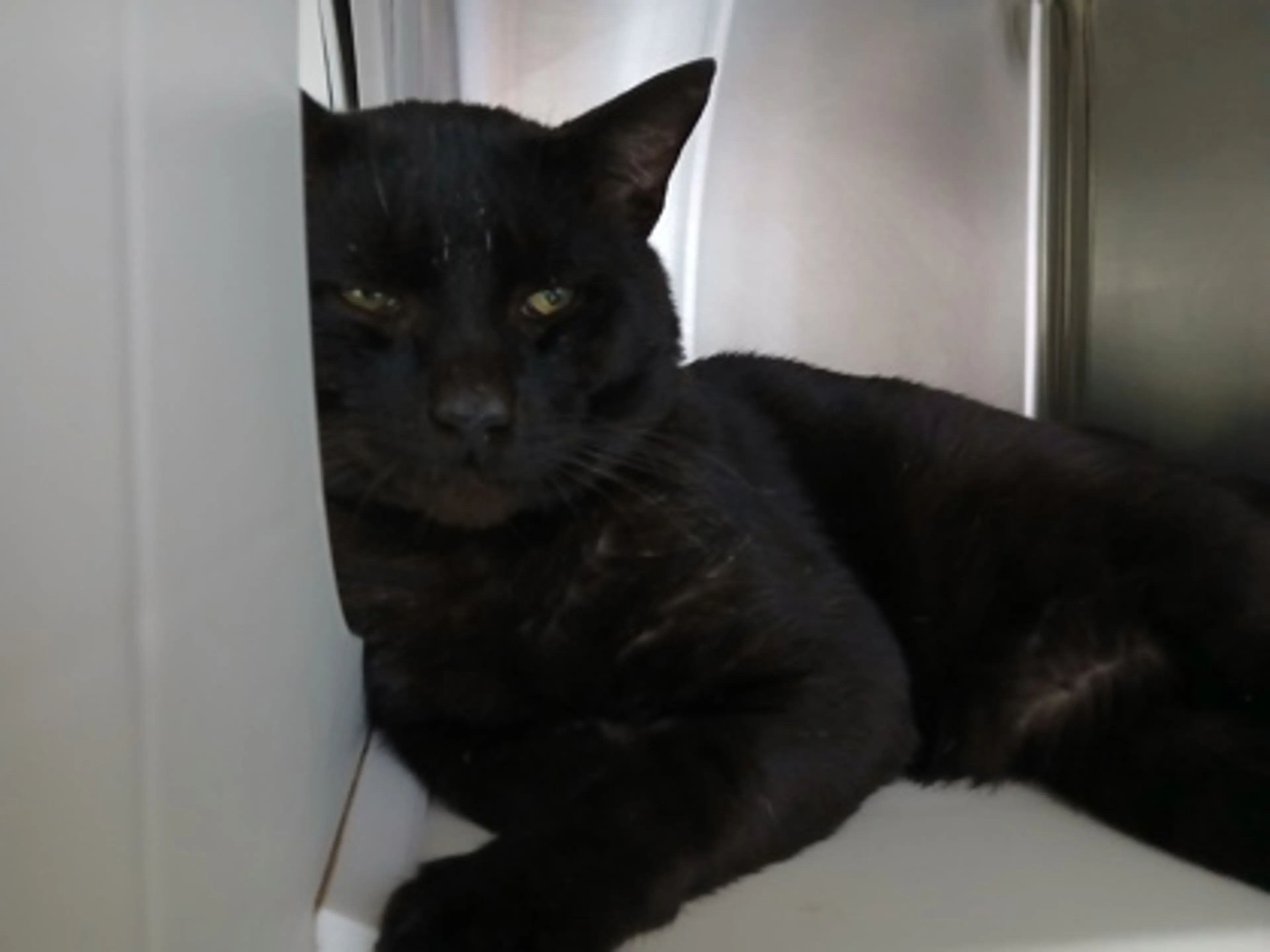 Found pet-1