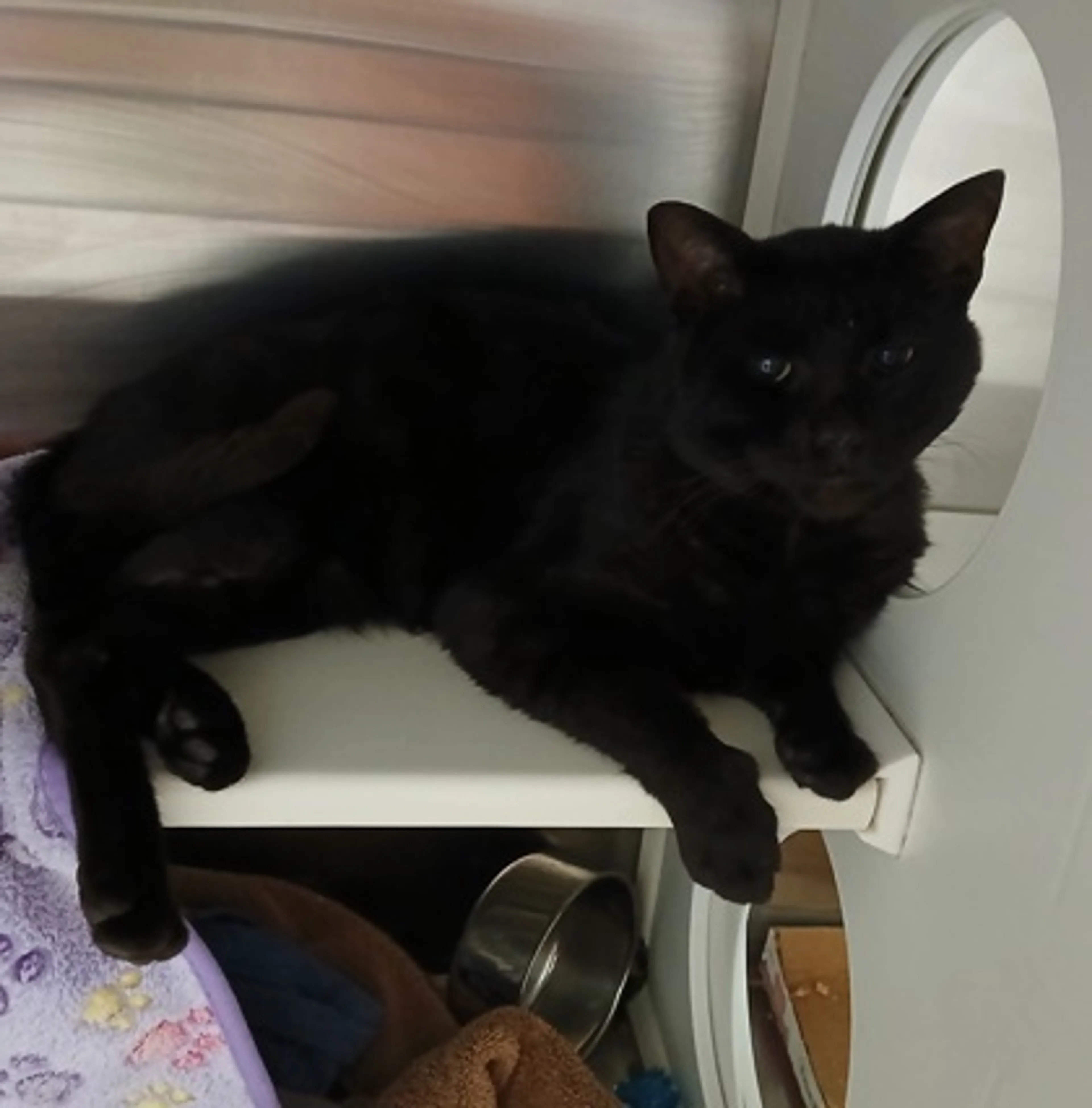 Found pet-0