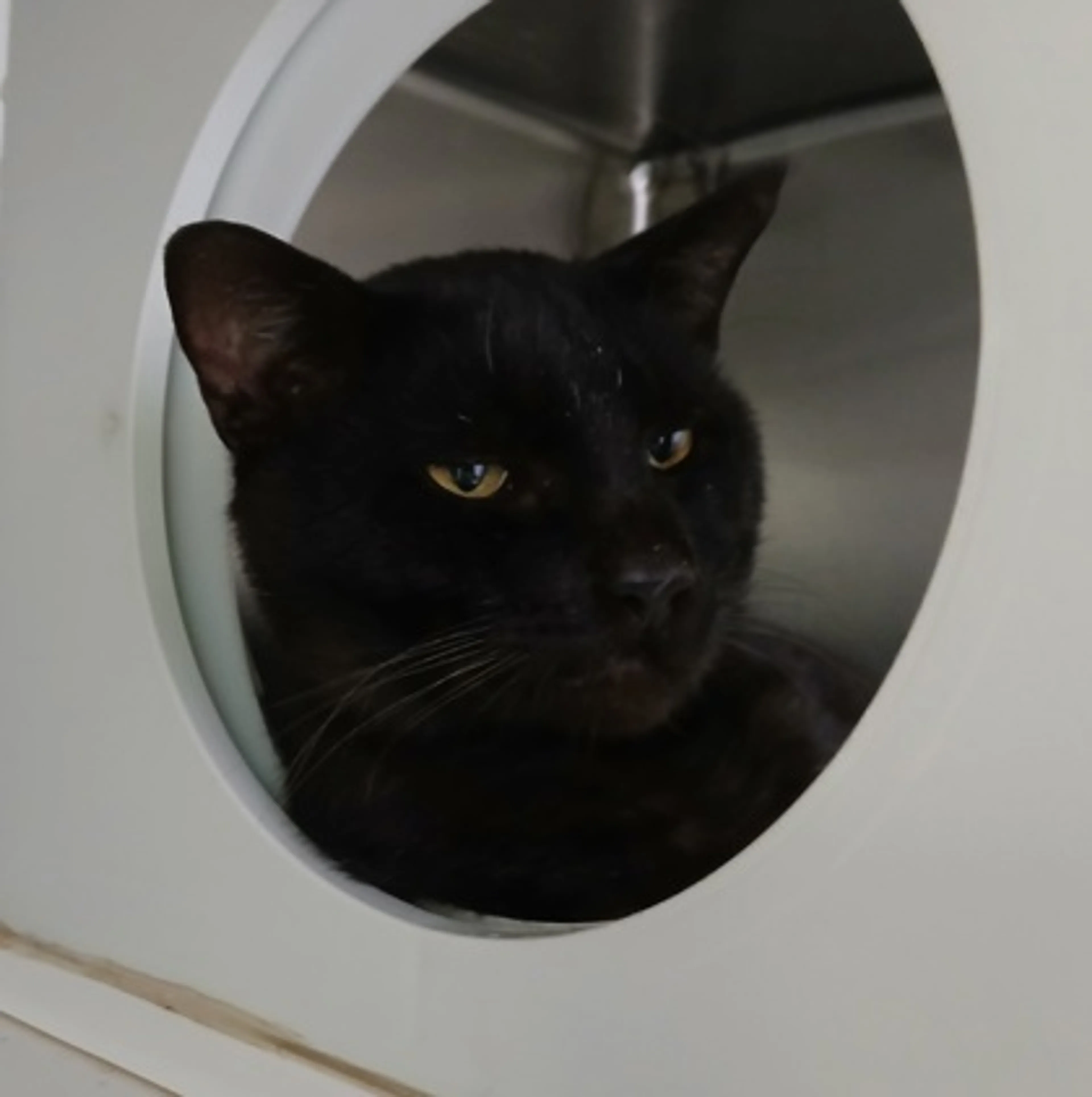 Found pet-2