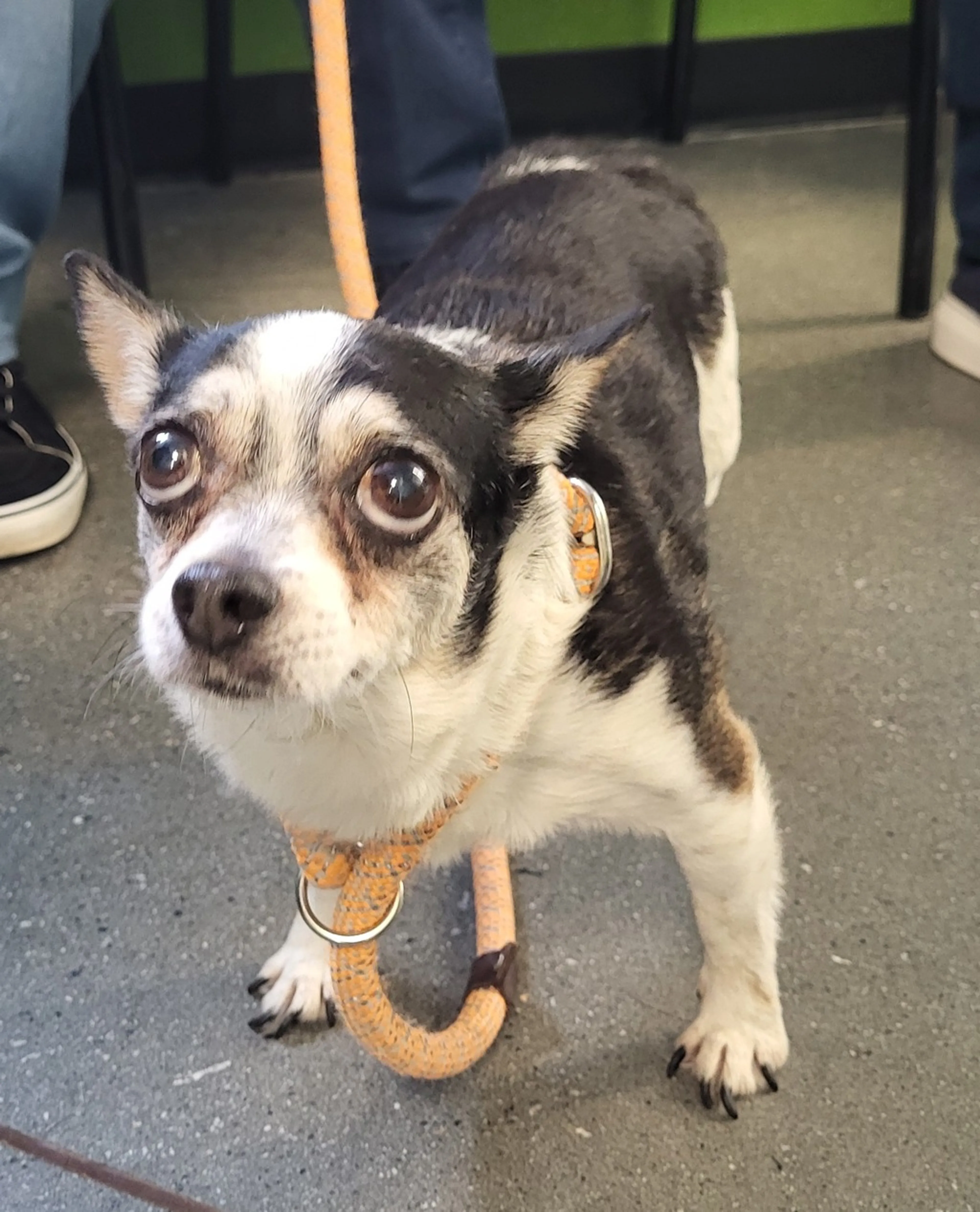 Found pet