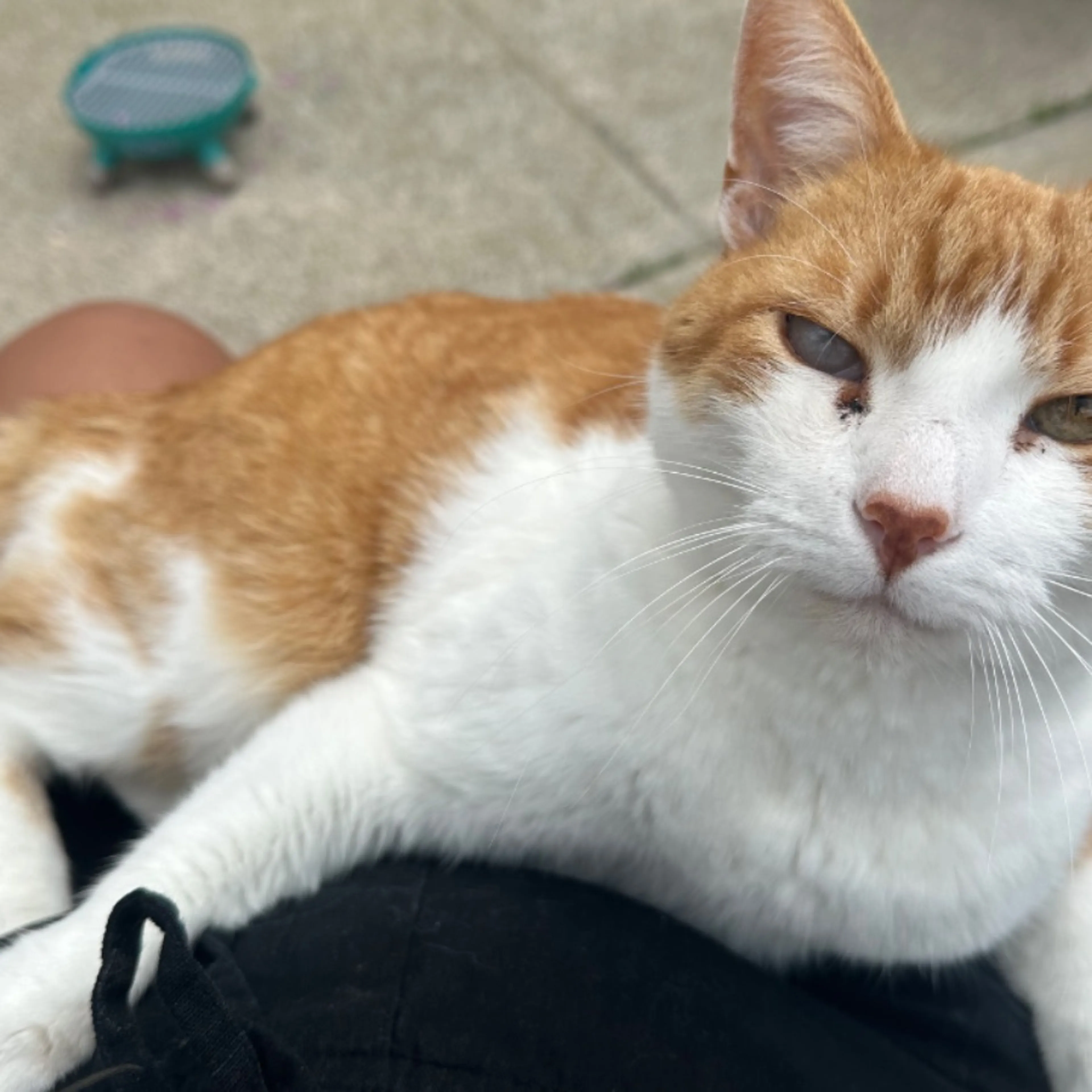 Lost pet