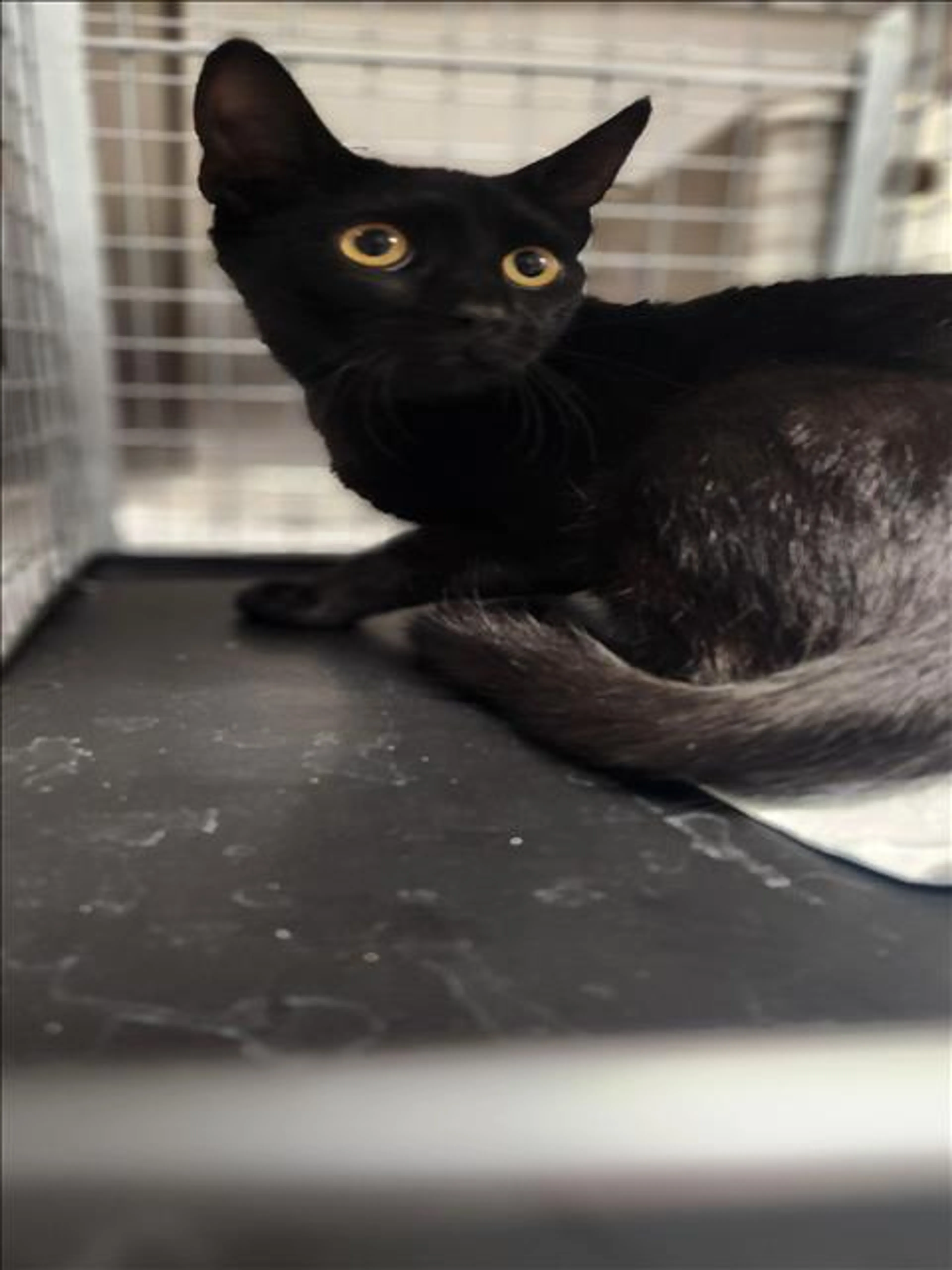 Found pet