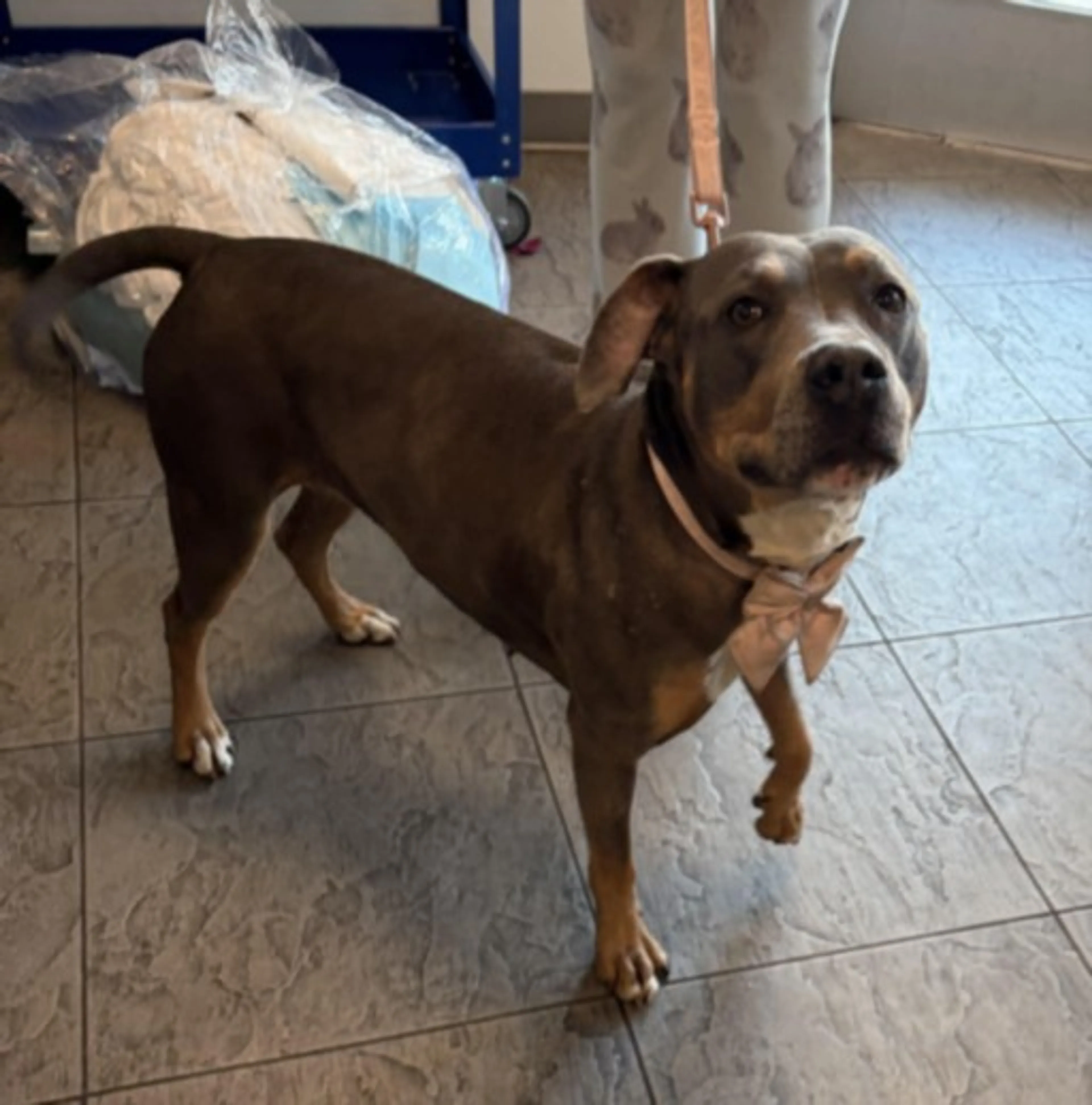 Found pet