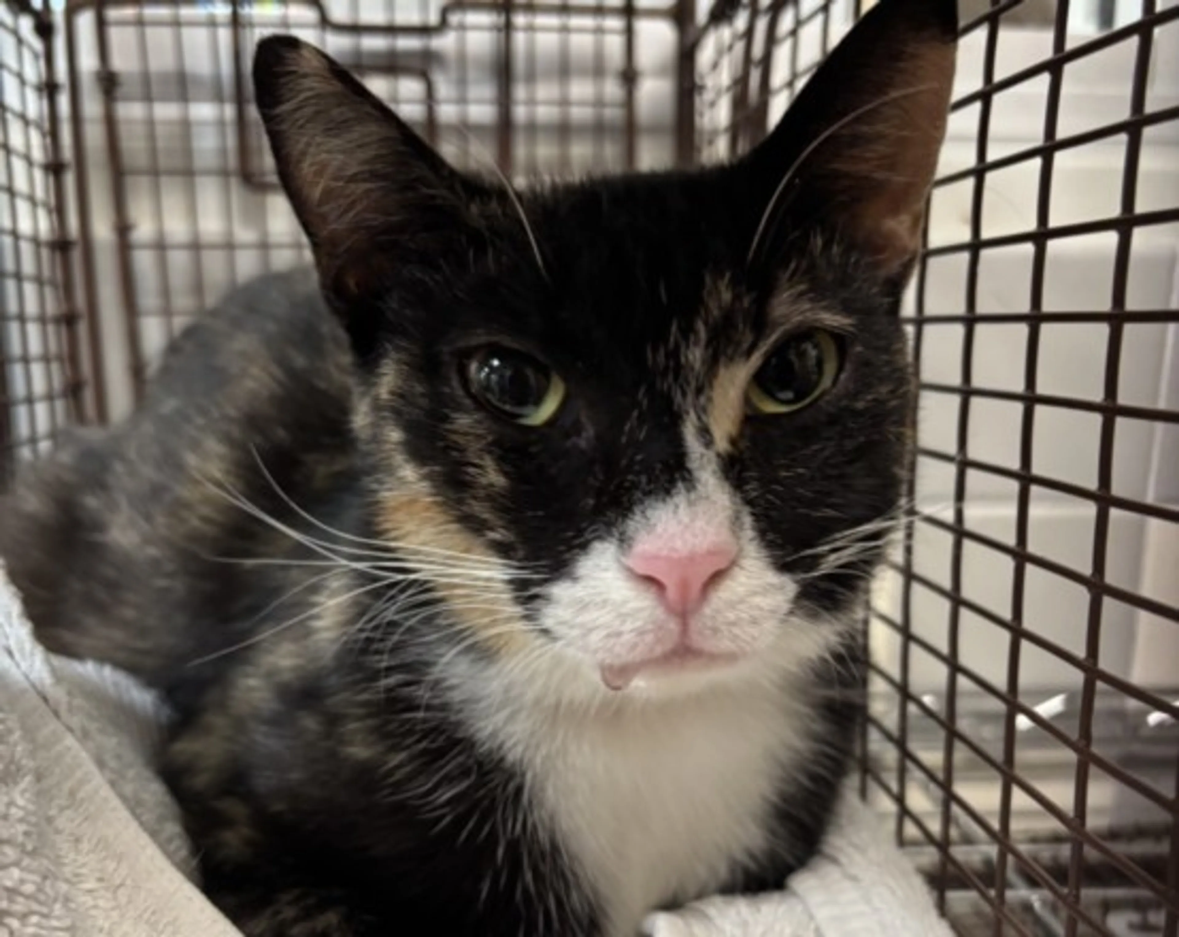 Found pet
