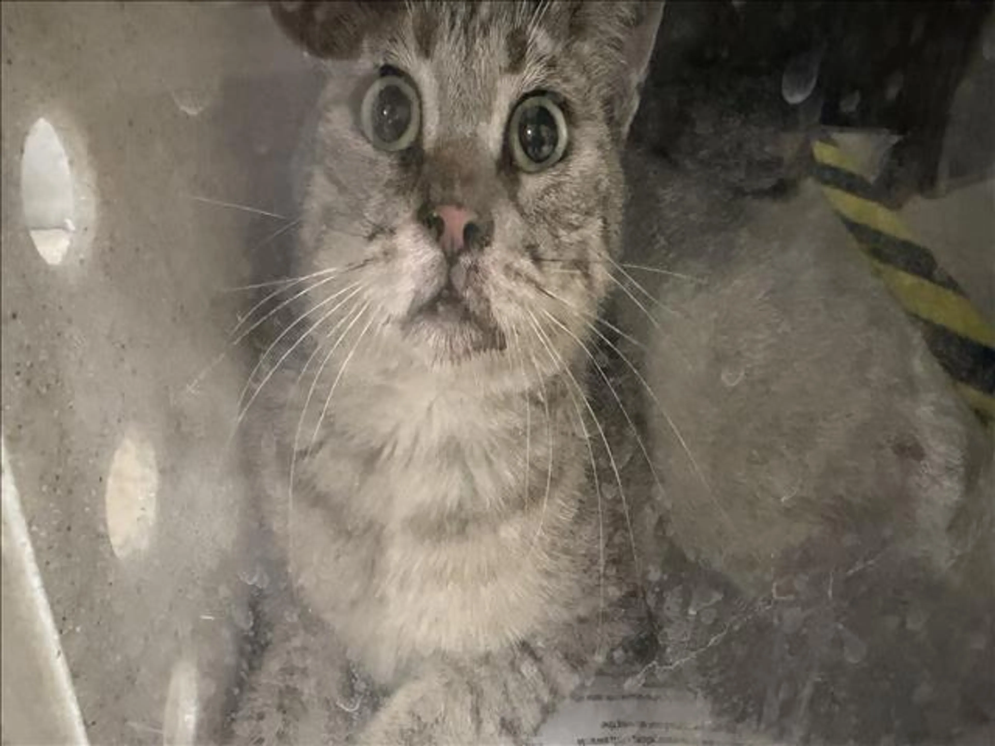 Found pet