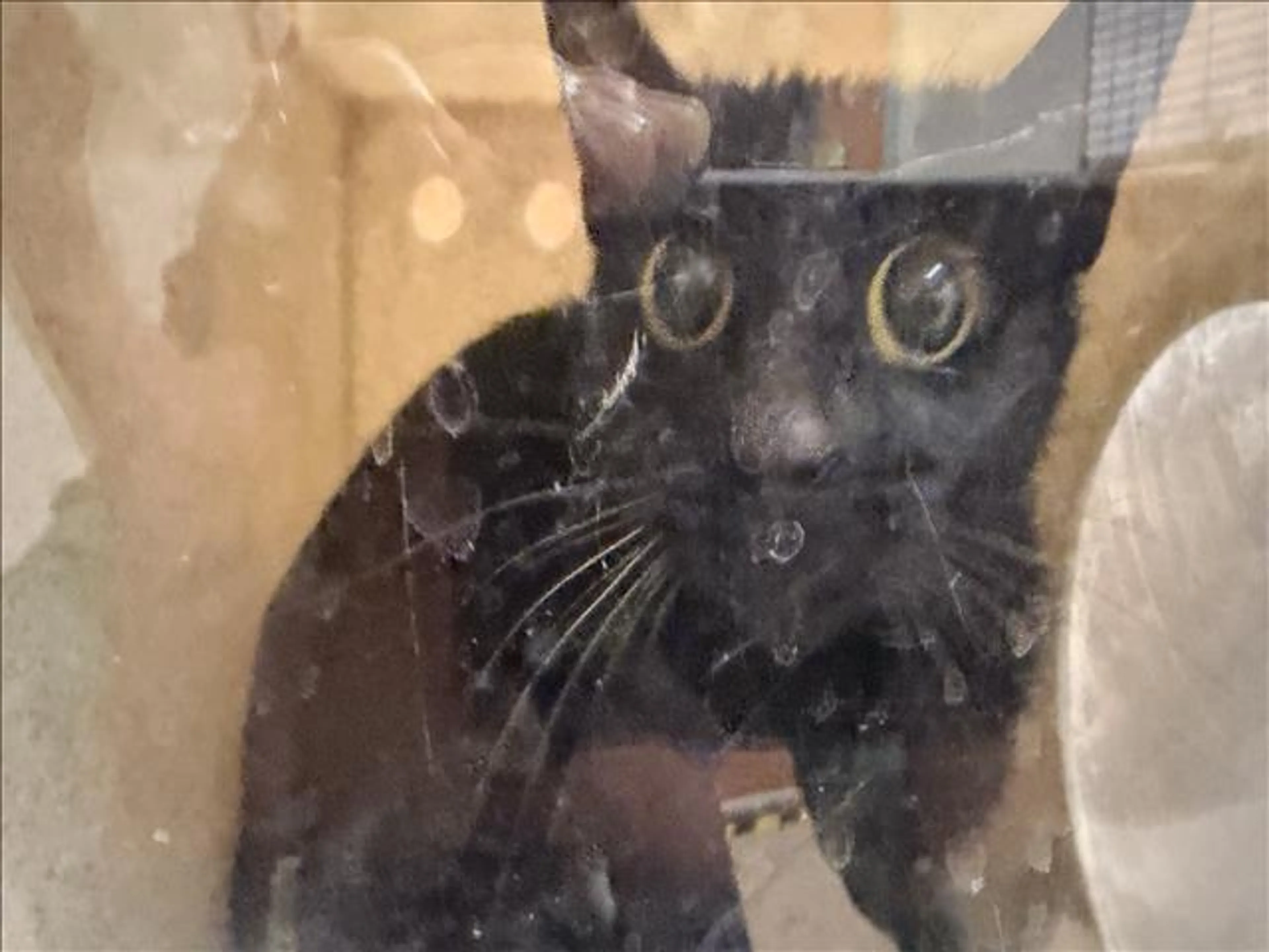 Found pet