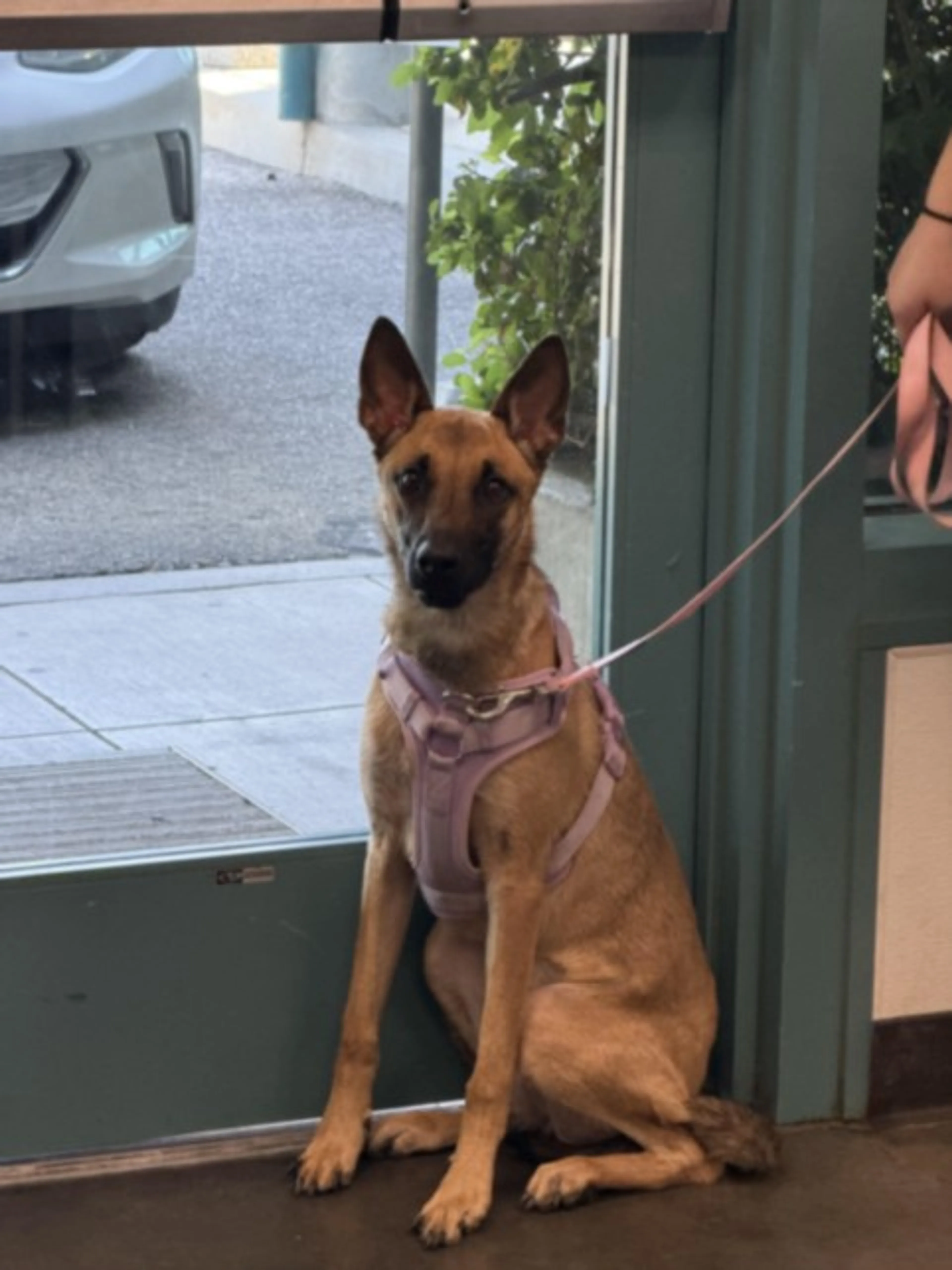Found pet