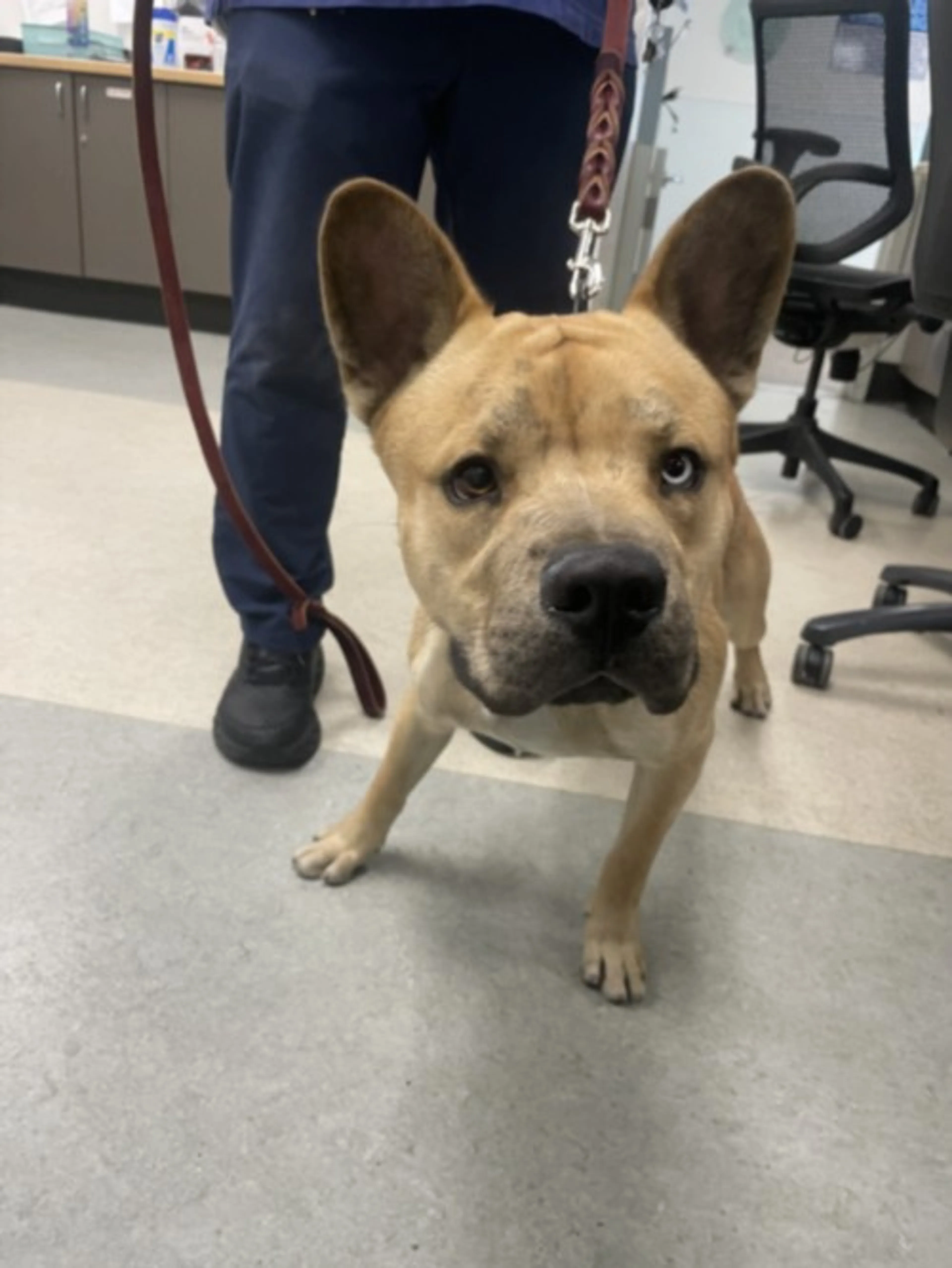Found pet