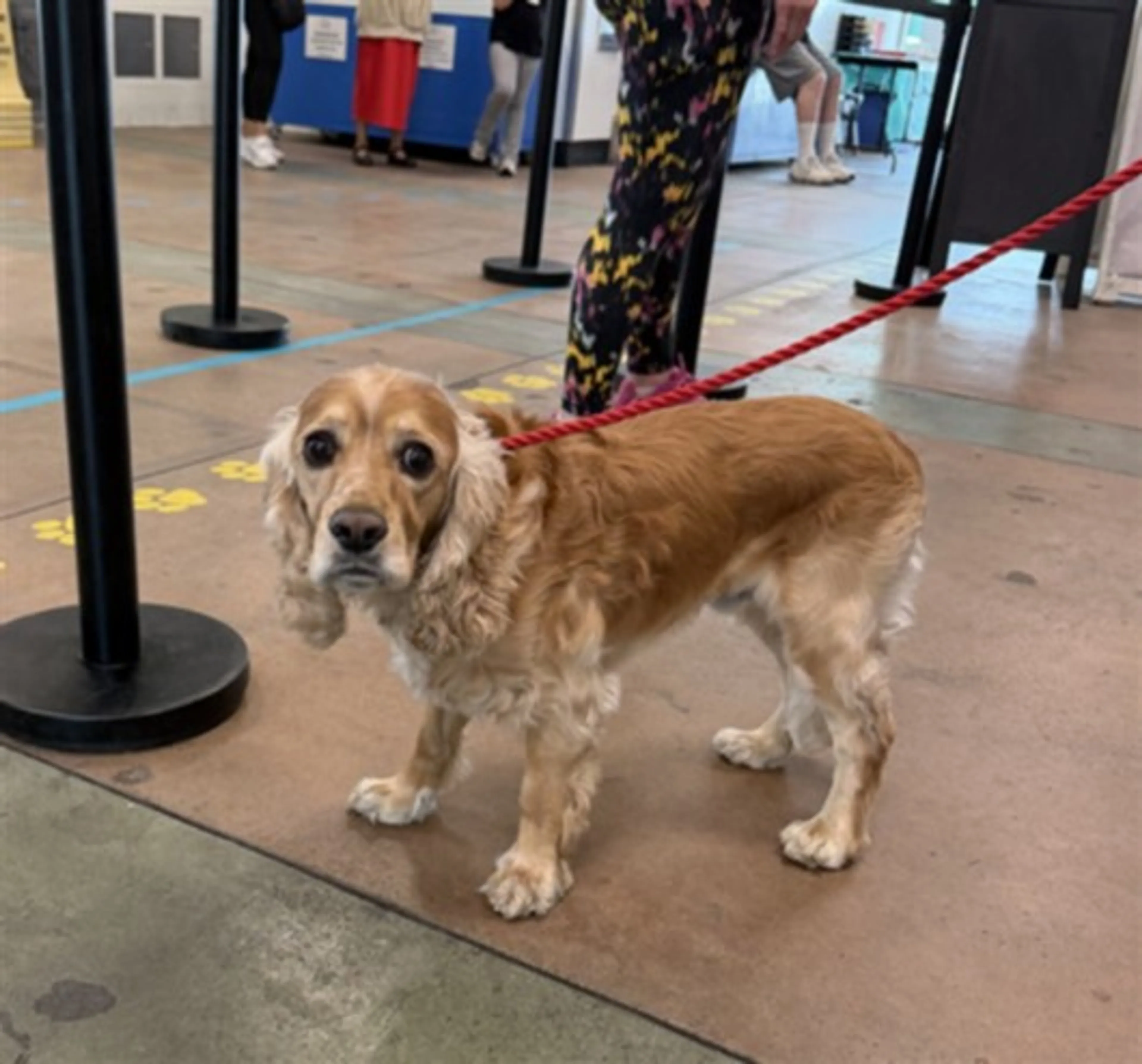 Found pet