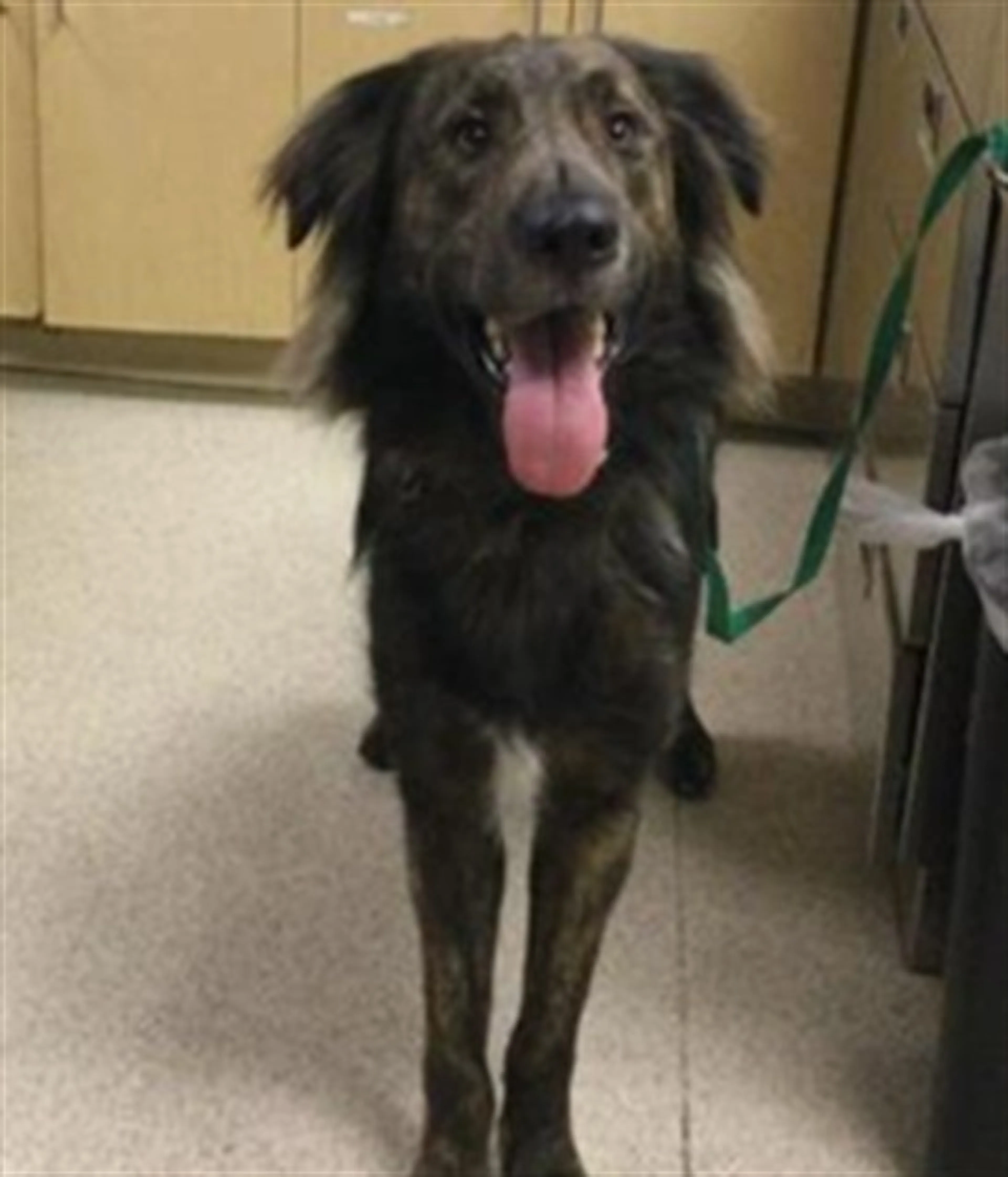 Found pet