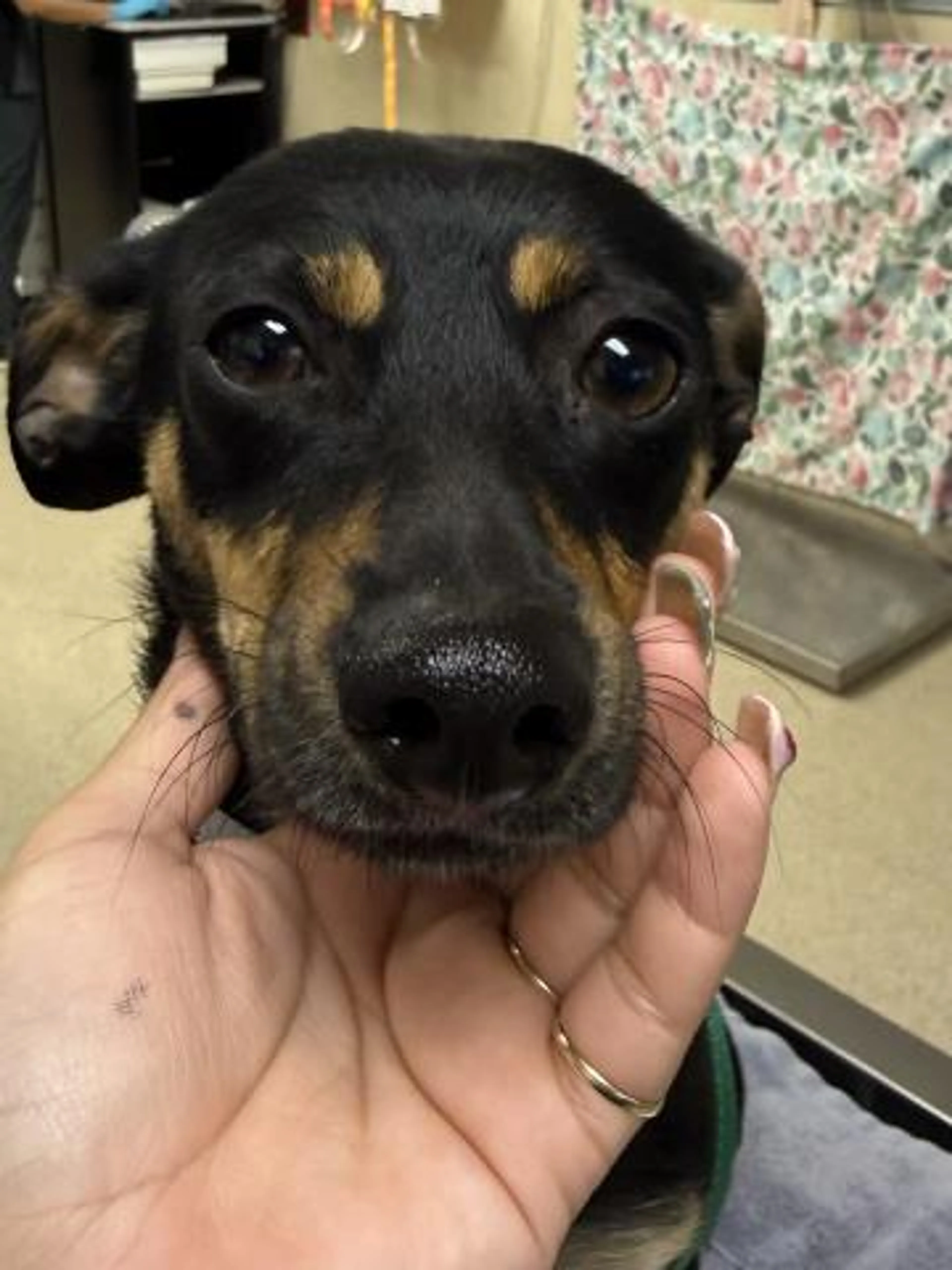 Found pet