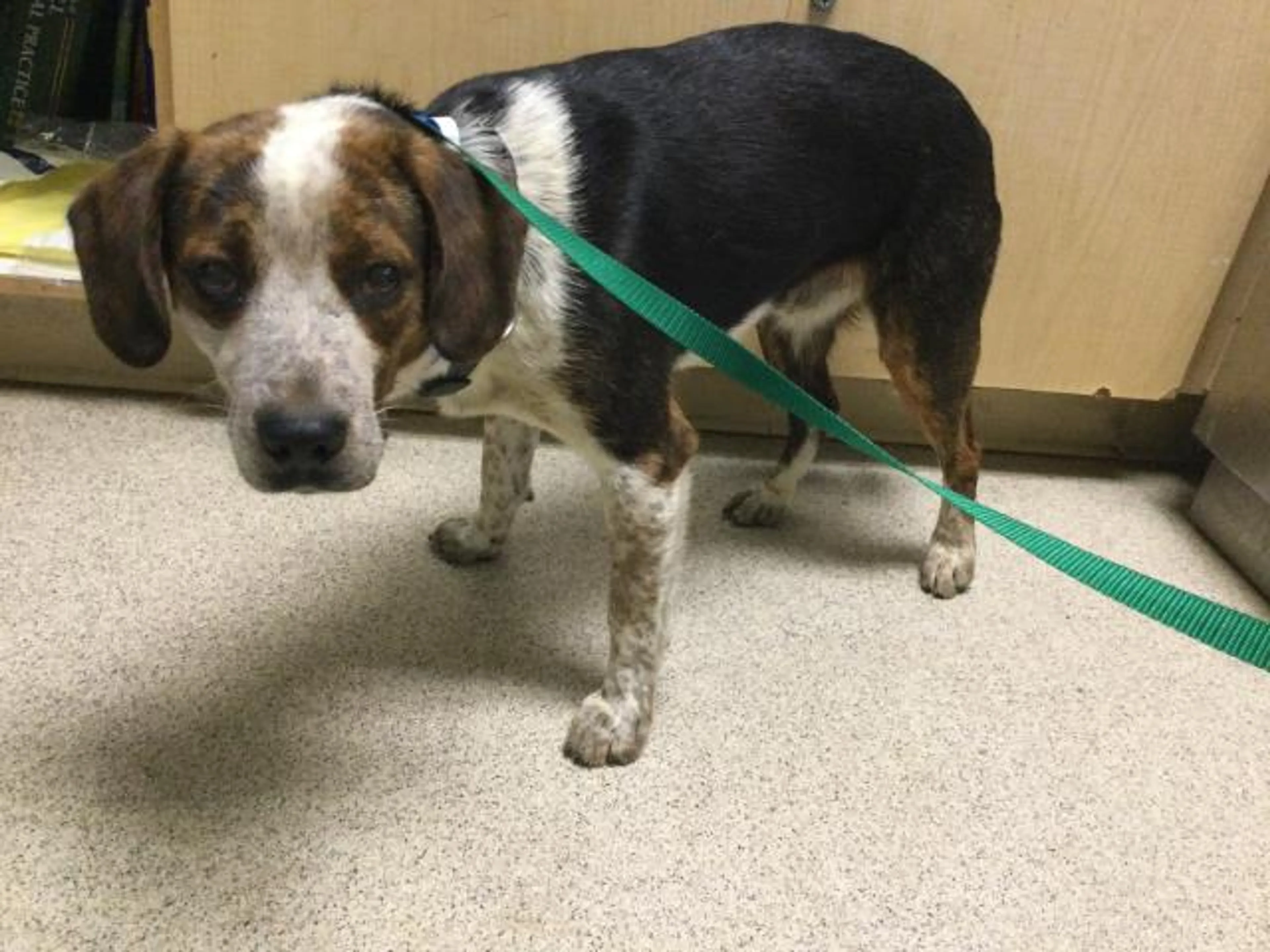 Found pet