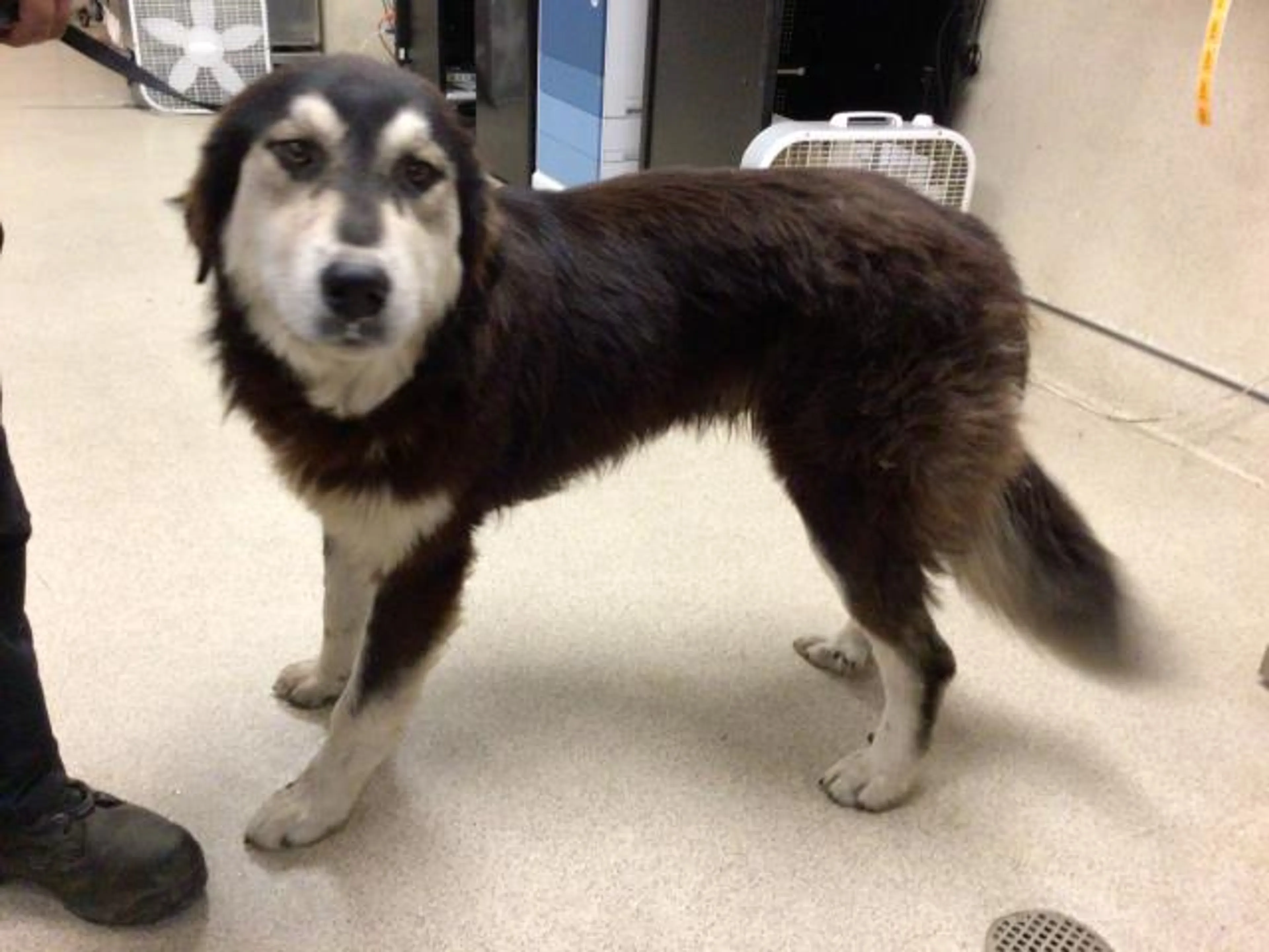 Found pet