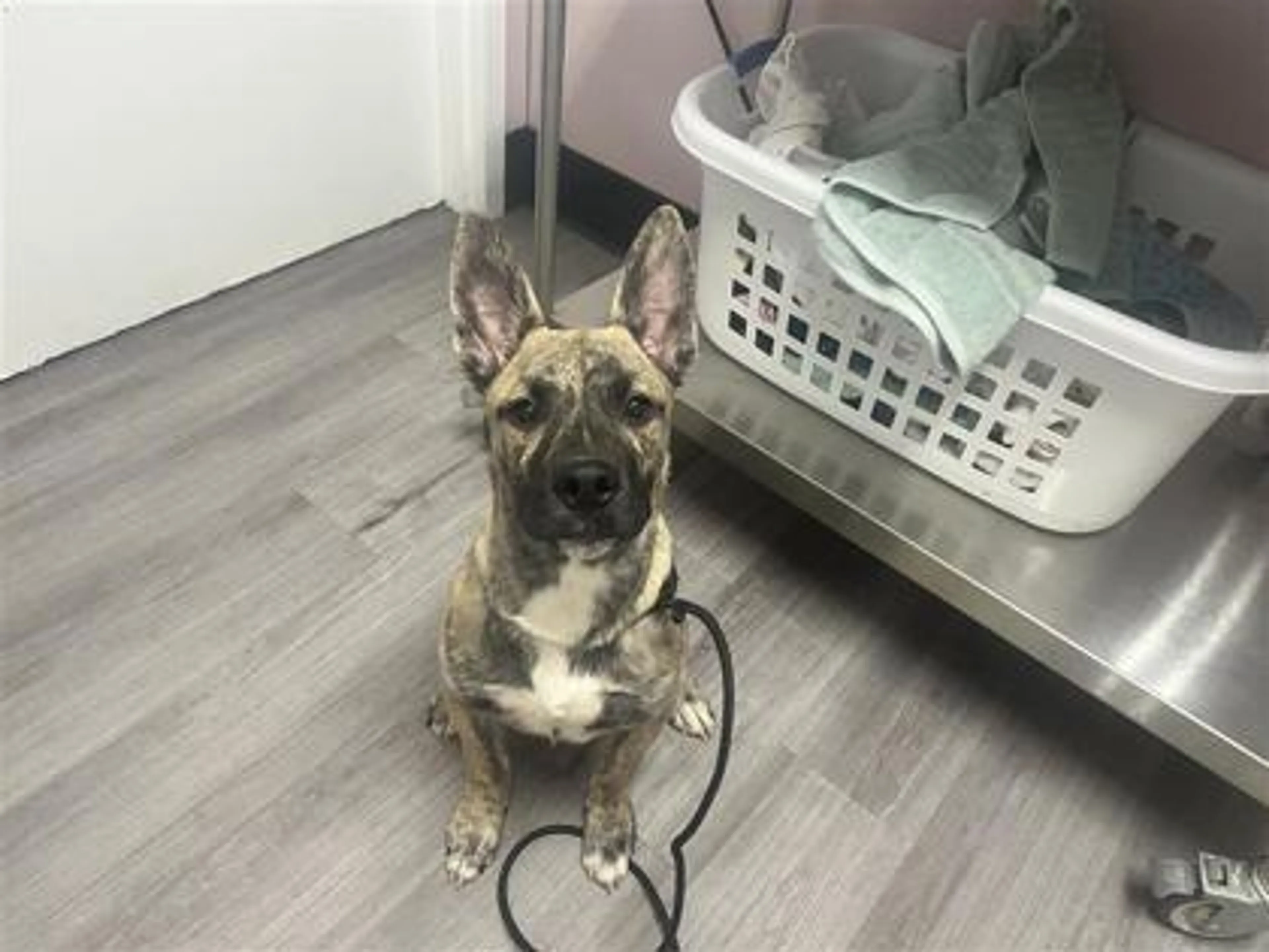 Found pet