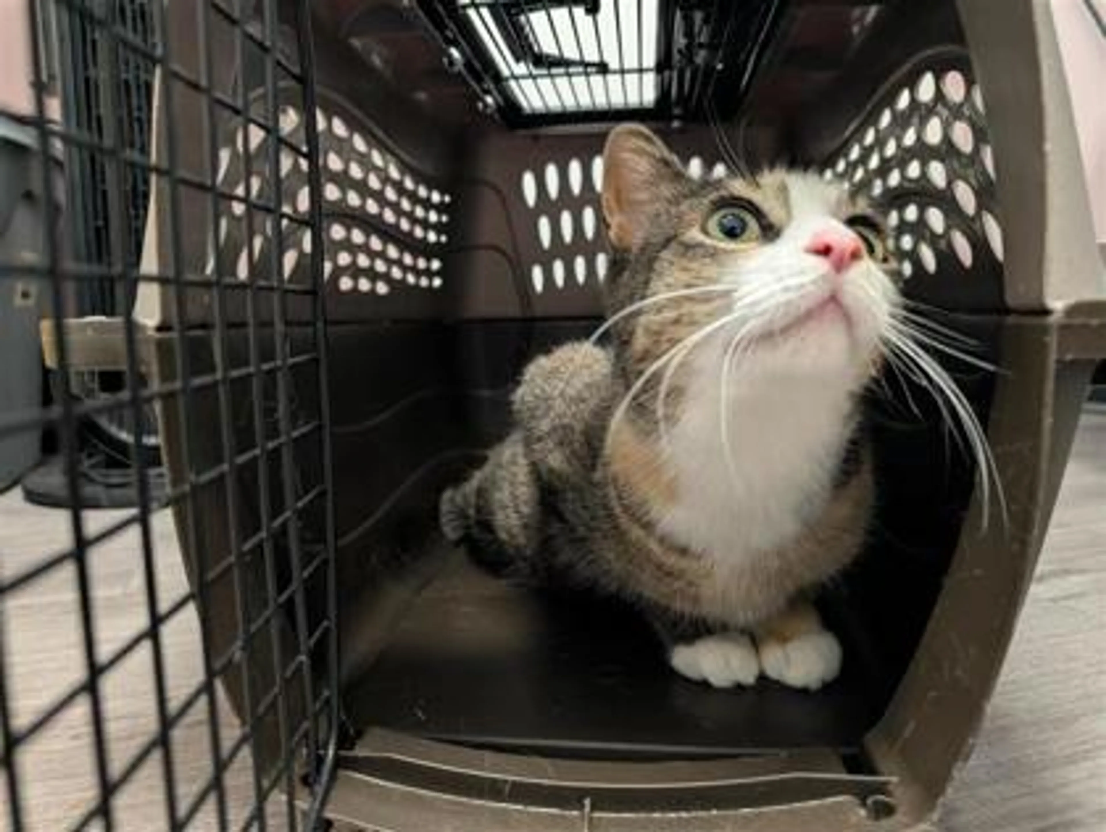 Found pet-1