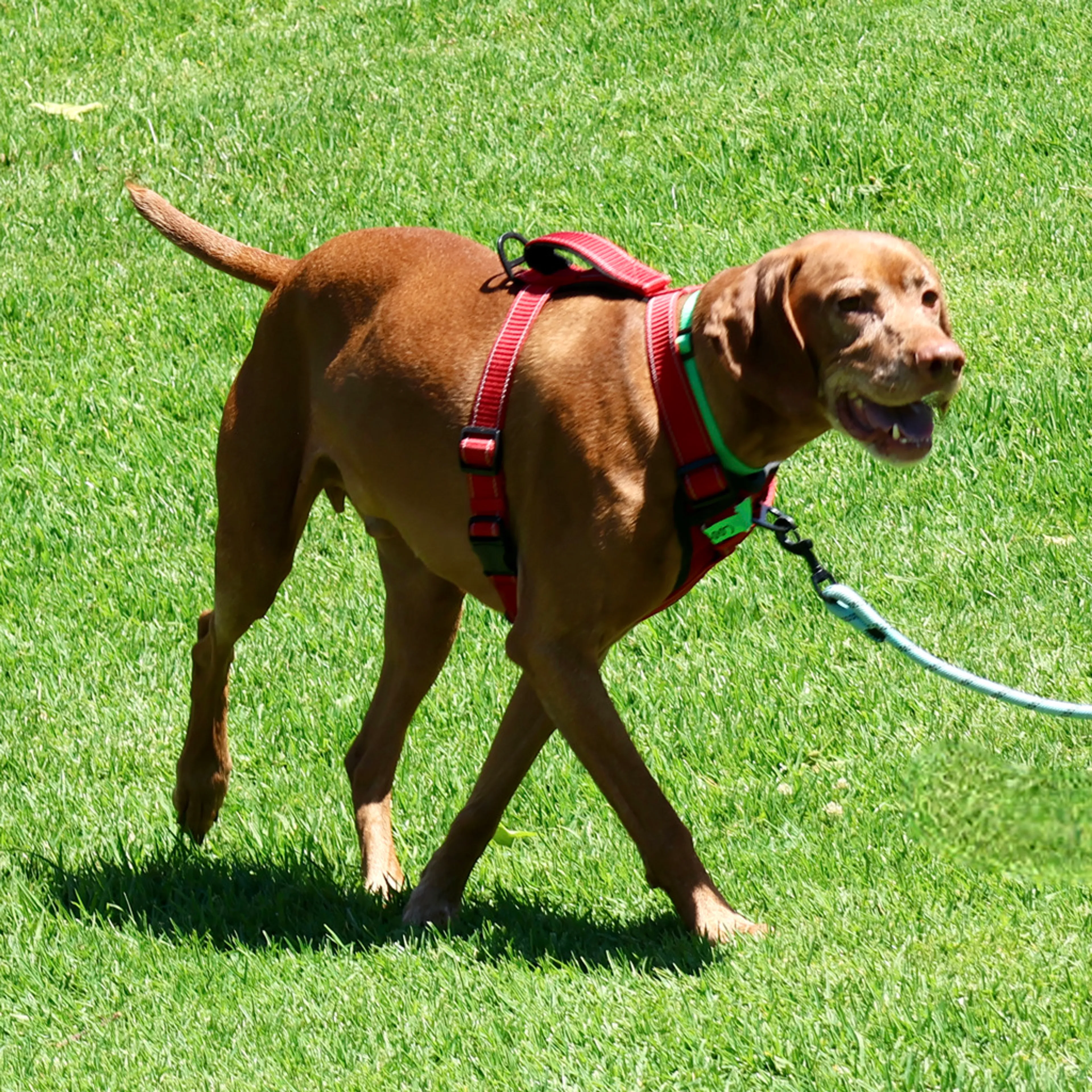 Found pet-7