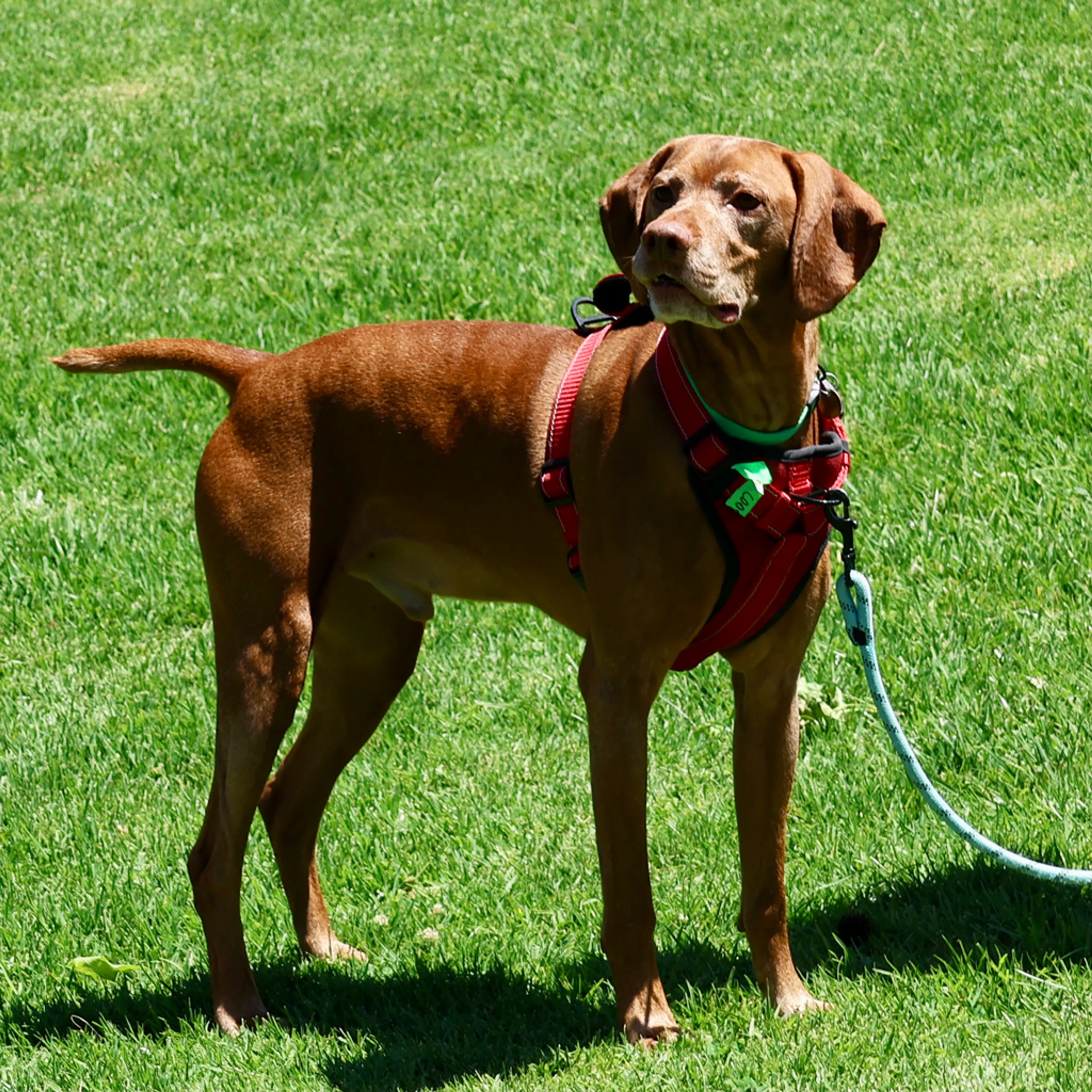 Found pet-4