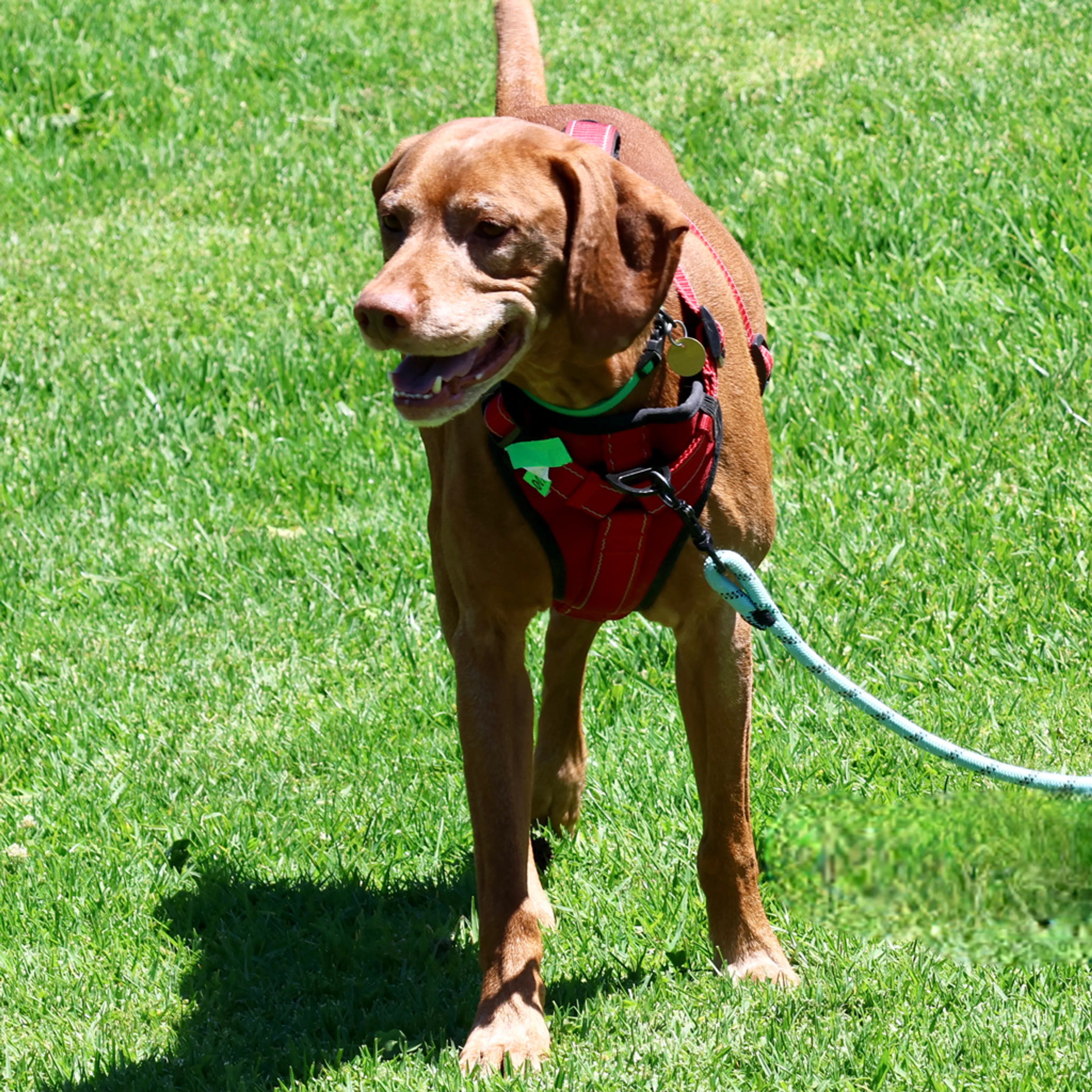 Found pet-2