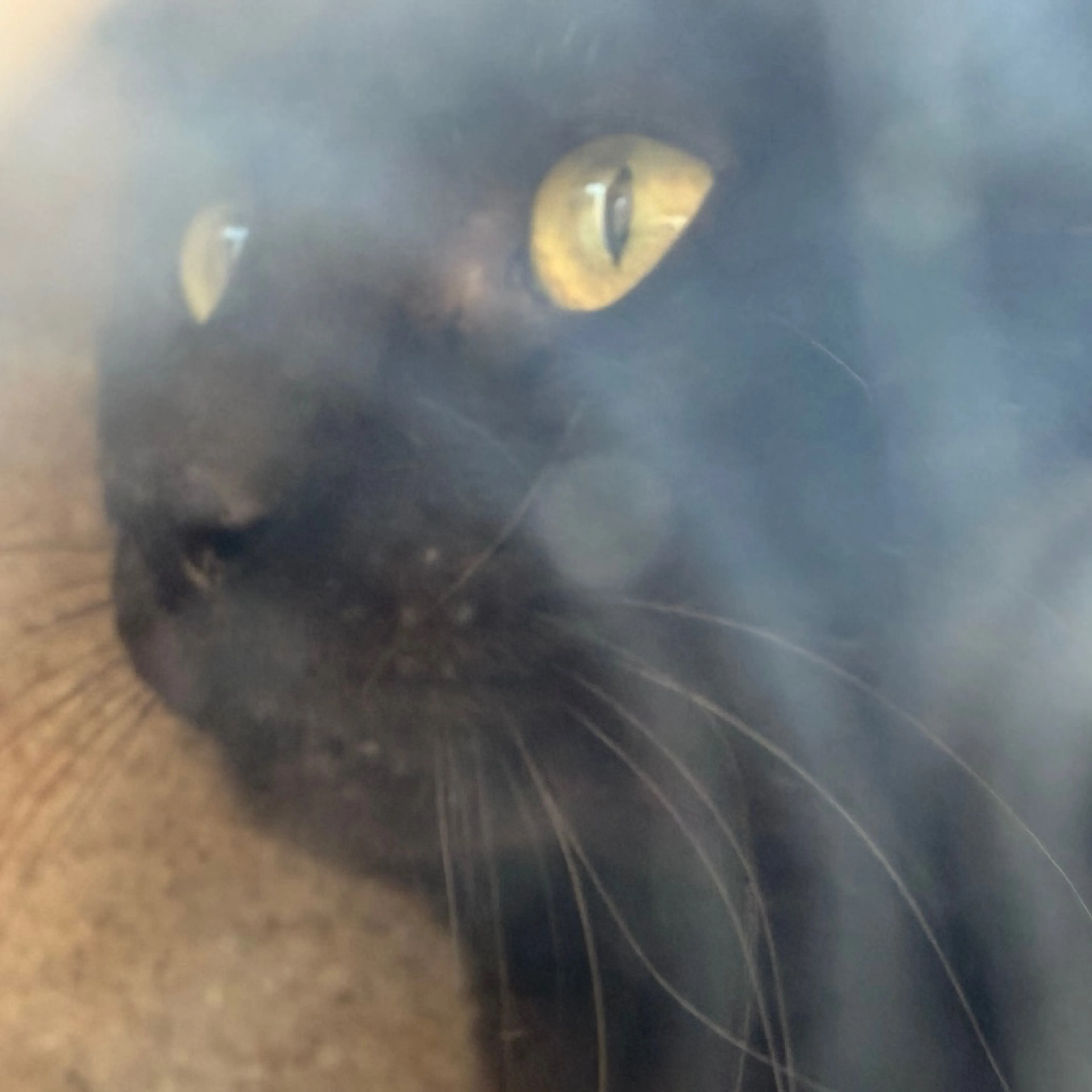 Found pet-1
