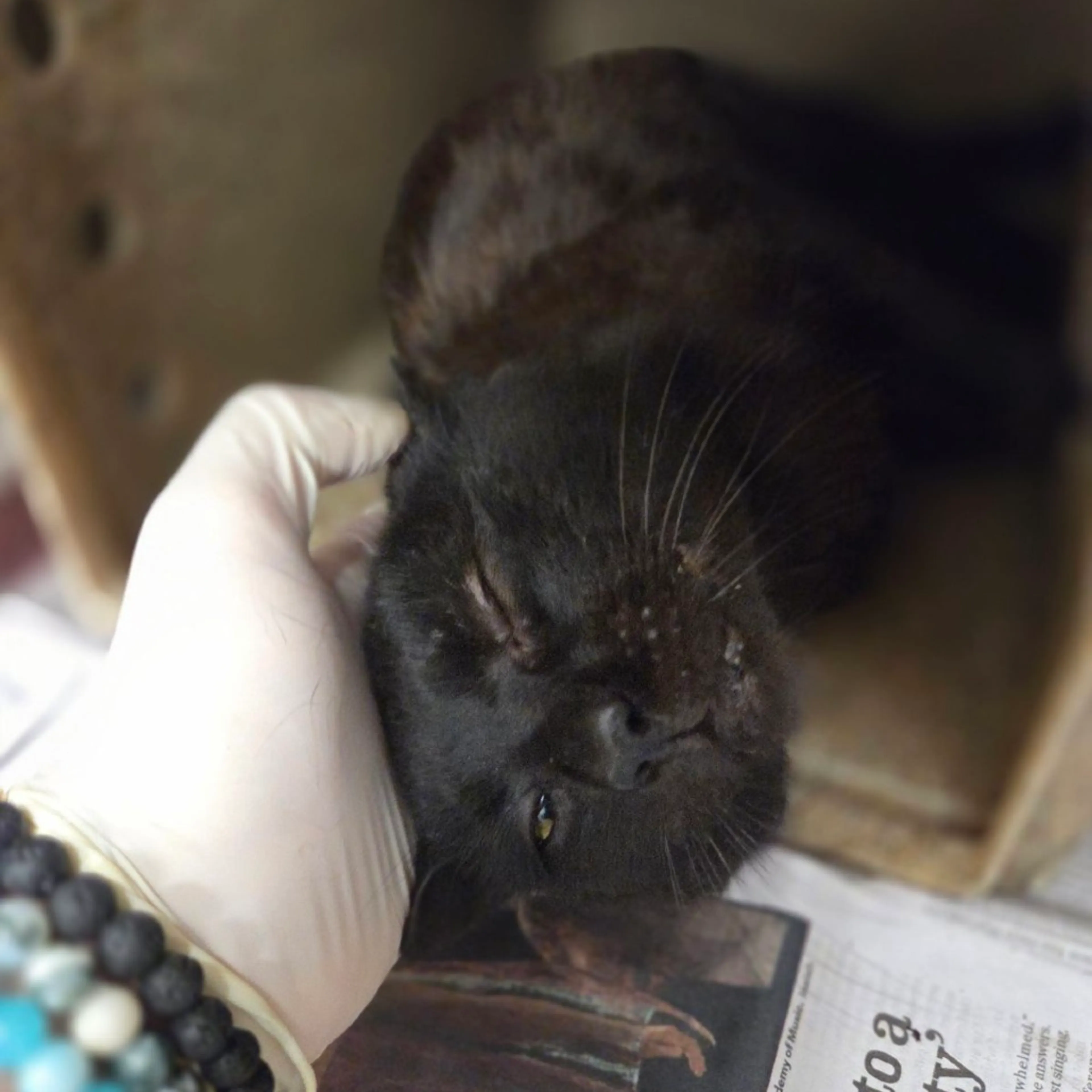 Found pet-3
